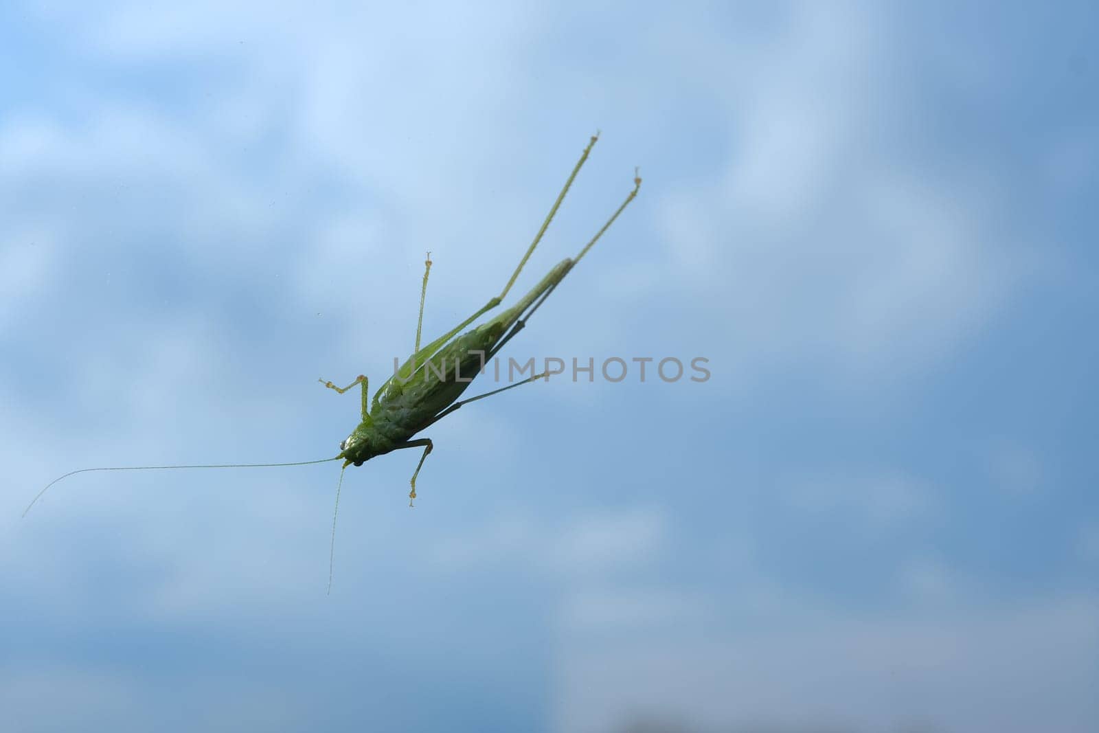 Grasshopper larva that clings to the window glass.