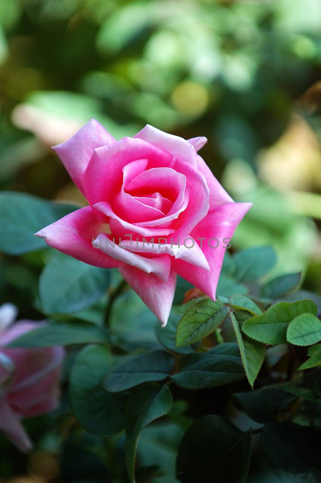 A single pink rose with green background
