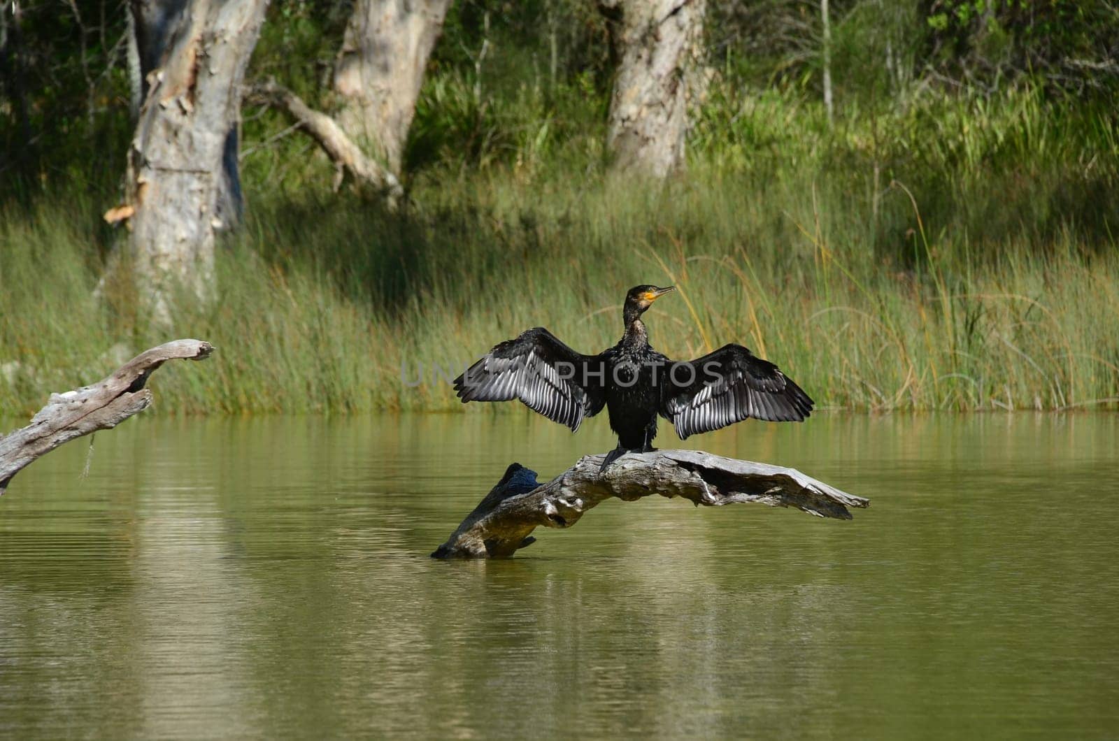 Cormorant (Phalacrocorax carbo)