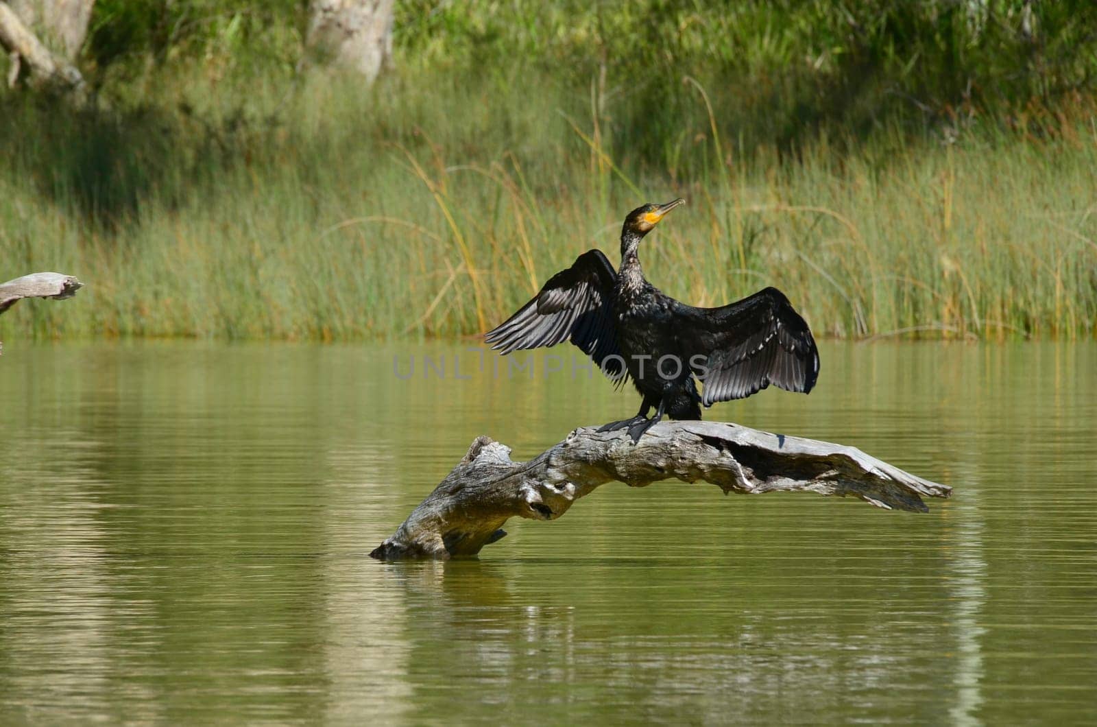 Cormorant (Phalacrocorax carbo)