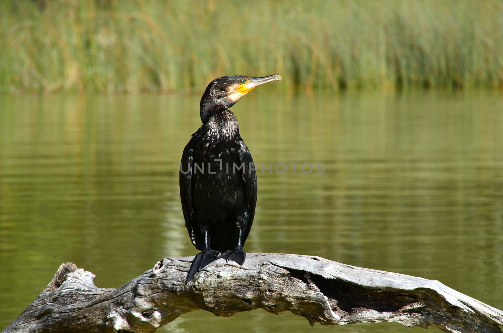 Cormorant (Phalacrocorax carbo)