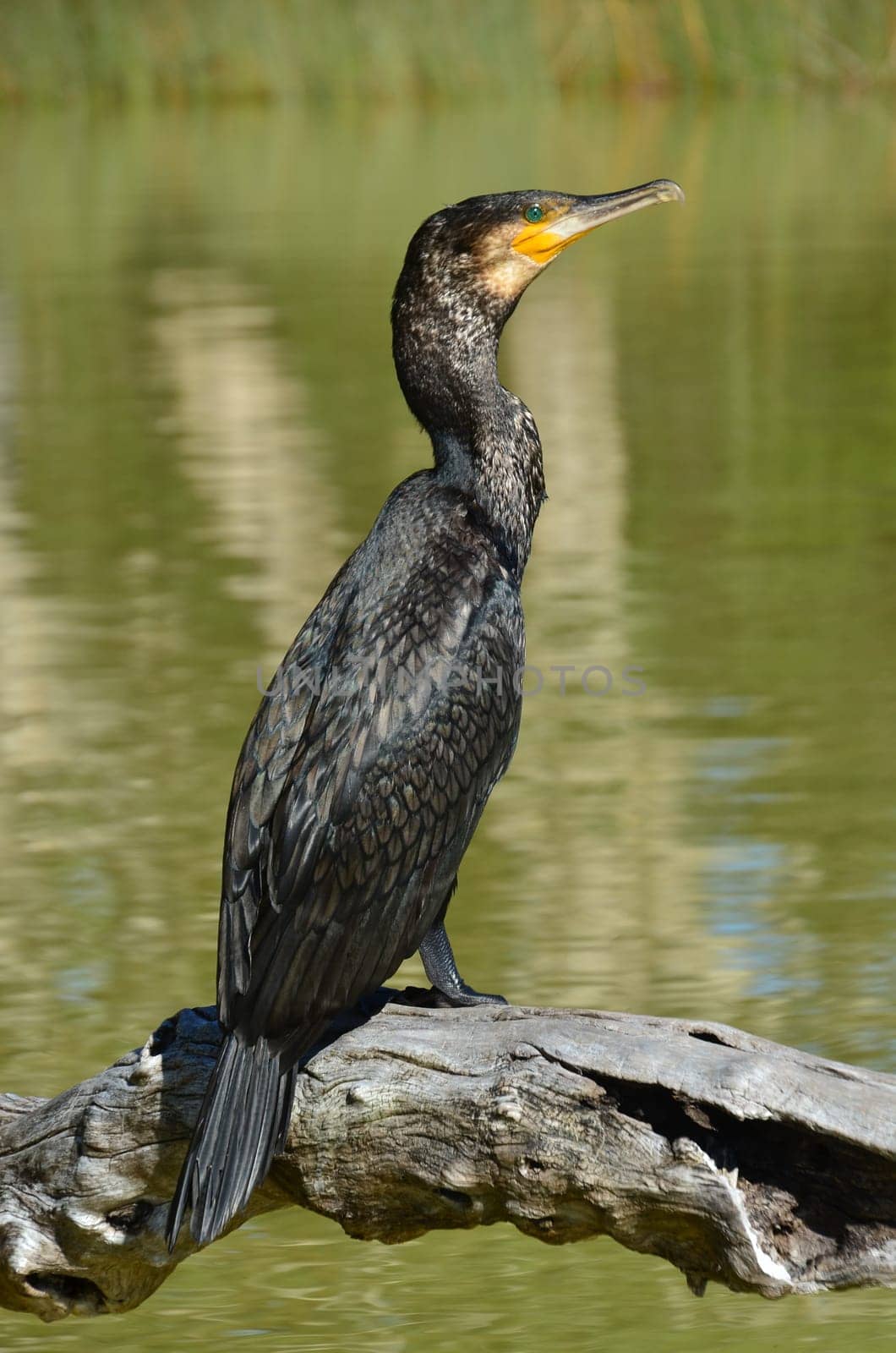 Cormorant (Phalacrocorax carbo)