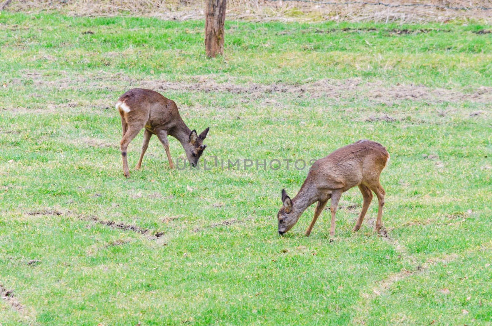 Large group of free-living deer on a meadow.