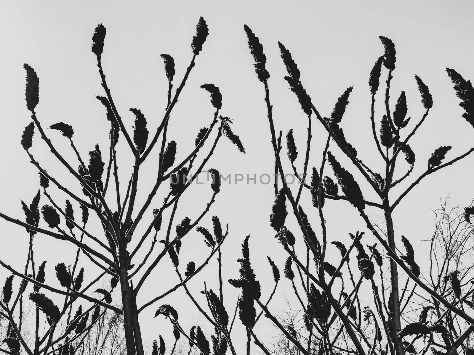 Plant branches with buds black and white