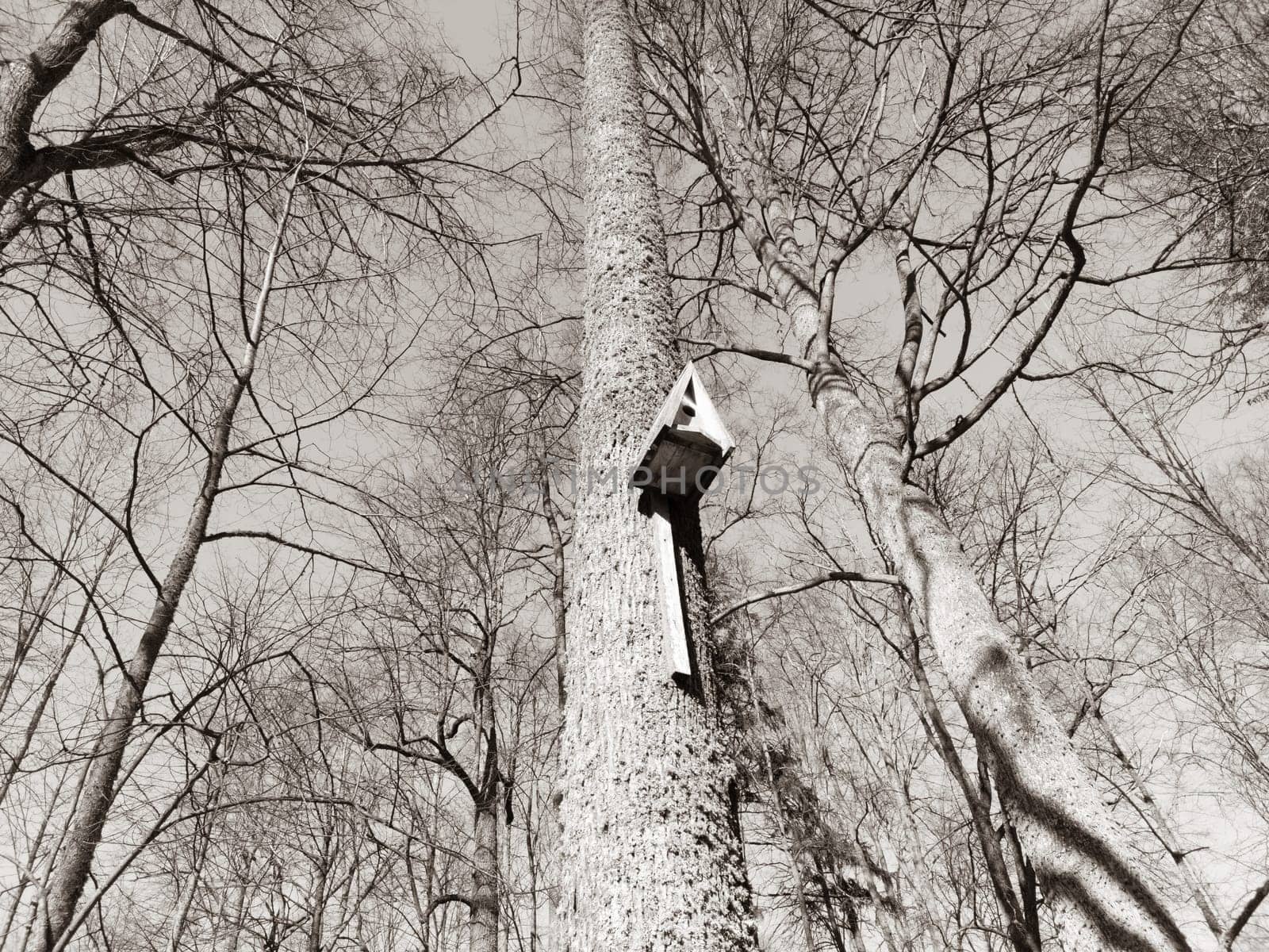 Birdhouse on a tree trunk black and white