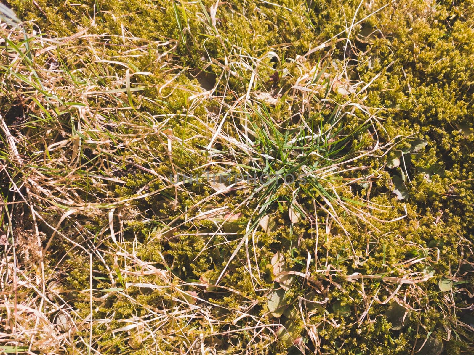Green grass with moss background