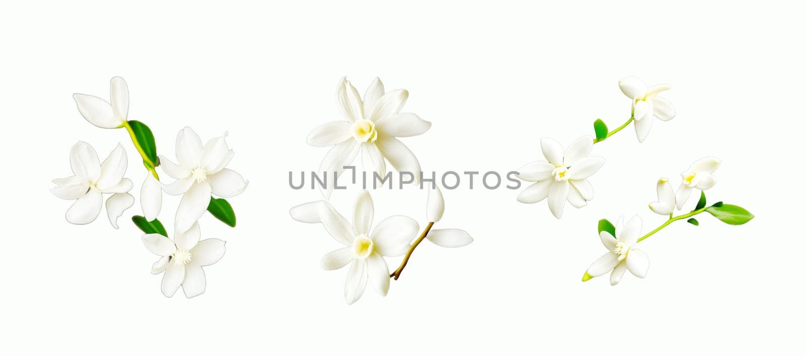 Vanilla is a spice derived from orchids of the genus Vanilla, primarily obtained from pods of the Mexican species, flat-leaved vanilla (V. planifolia)