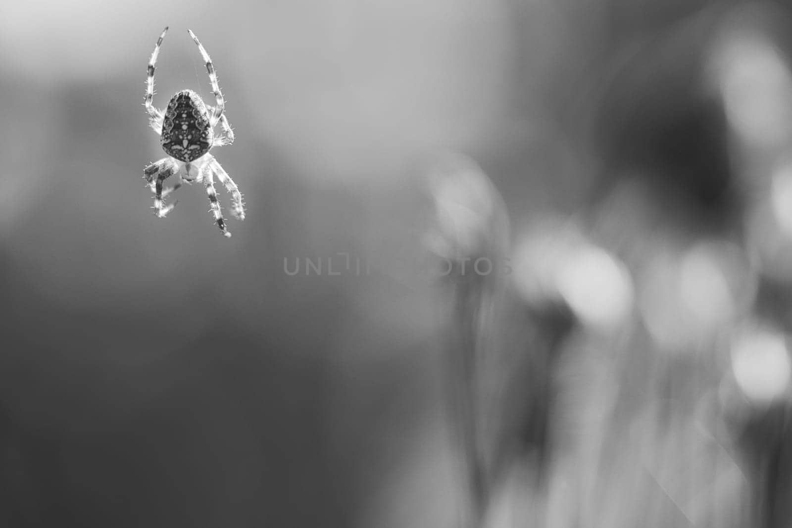 Cross spider shot in black and white, crawling on a spider thread. Blurred background. A useful hunter among insects. Arachnid. Animal photo from the wild.