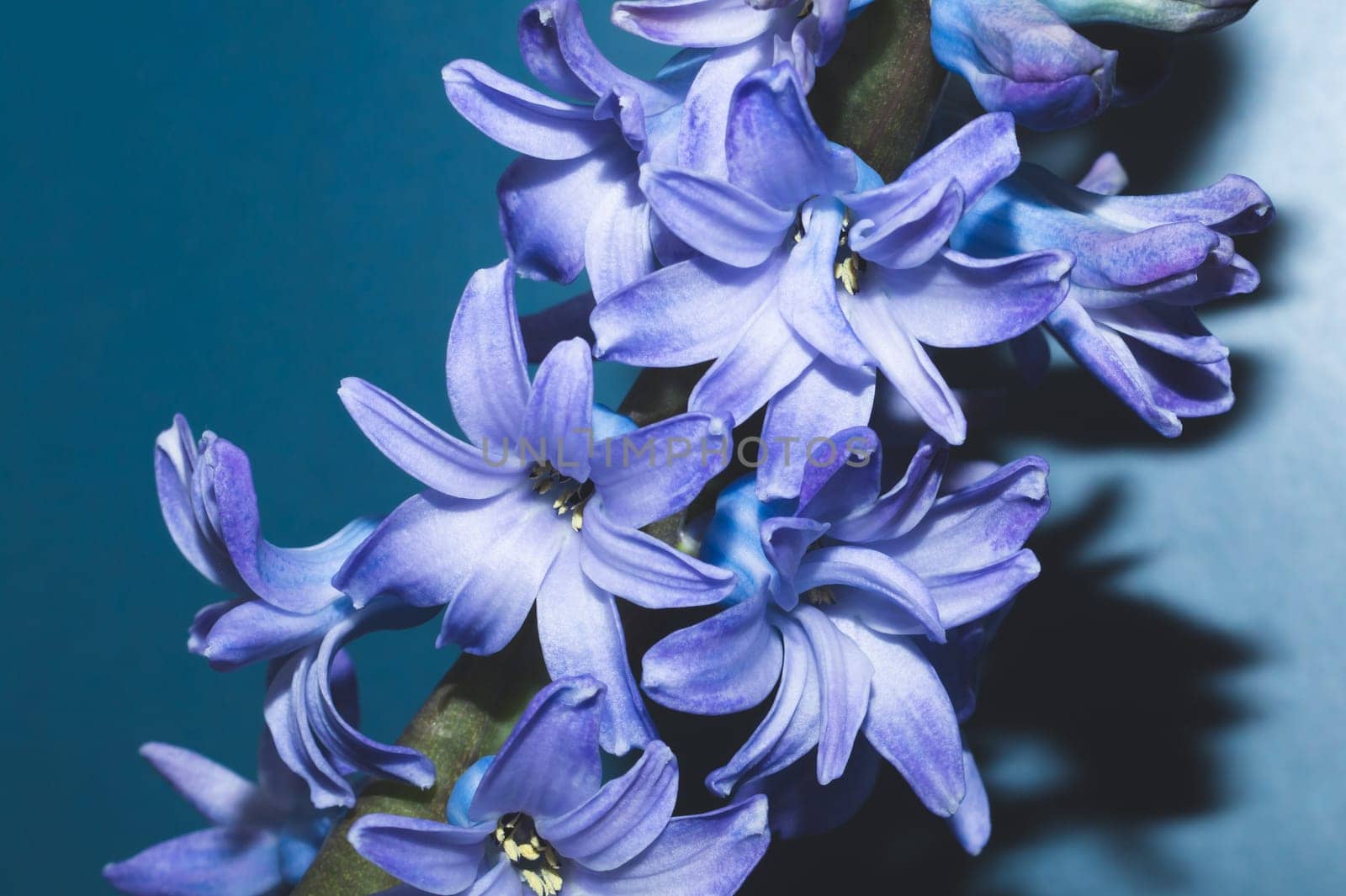 Hyacinth flower with violet petals close up. home plant