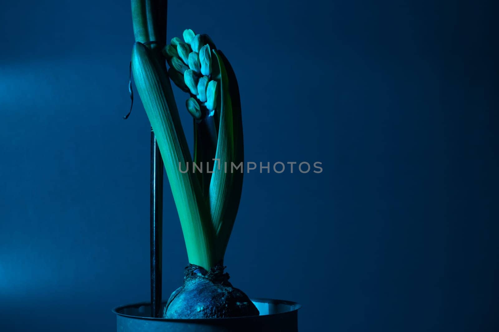Germinated hyacinth bulb. sprout of the houseplant