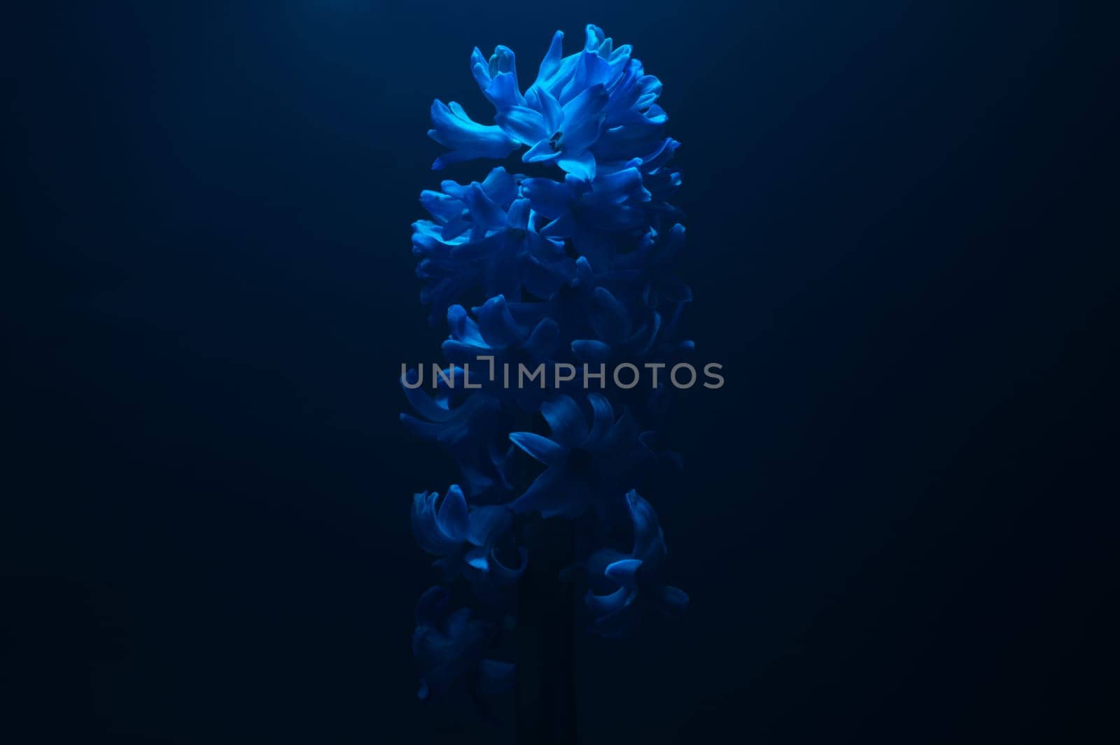 Hyacinth flower under blue light in the dark close up