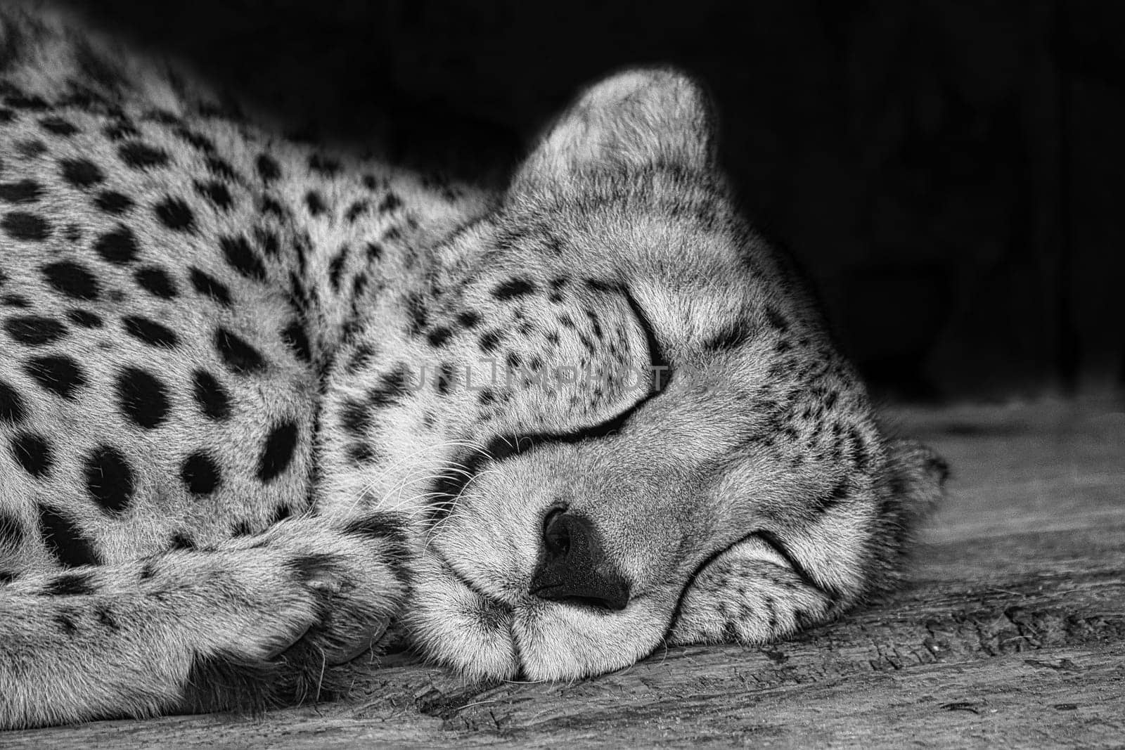 Cheetah in black white lying behind grass. Spotted fur. The big cat is a predator. Resting mammal. Animal photo of a hunter
