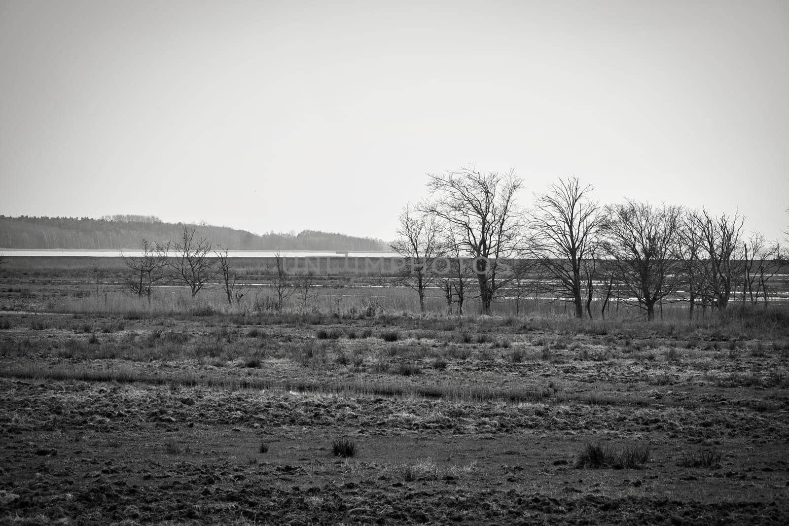 Tree in black and white in the reeds on the darss. dramatic sky by the sea . Landscape on the Baltic Sea. Nature photo.