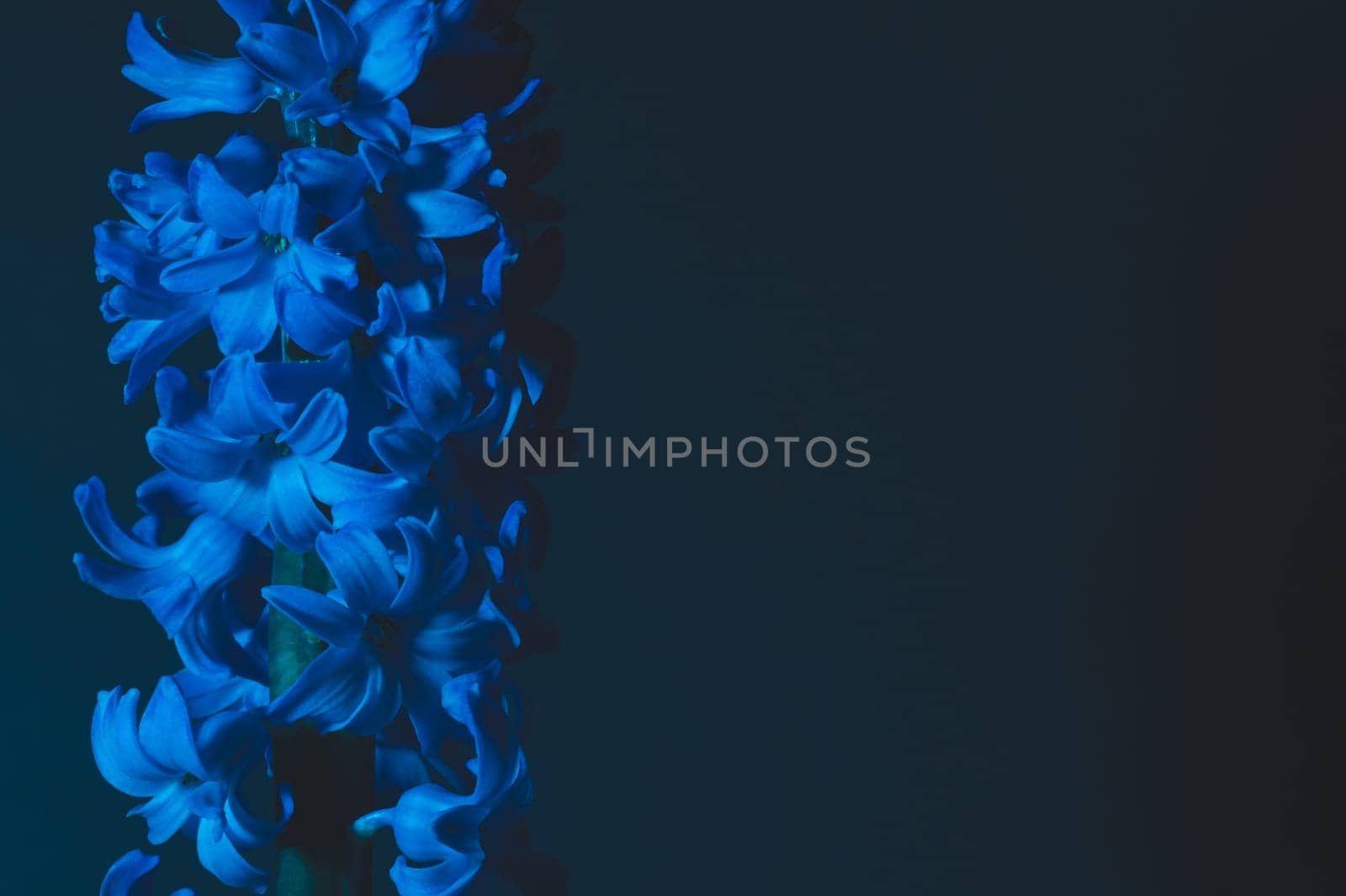 Hyacinth flower under blue light in the dark close up