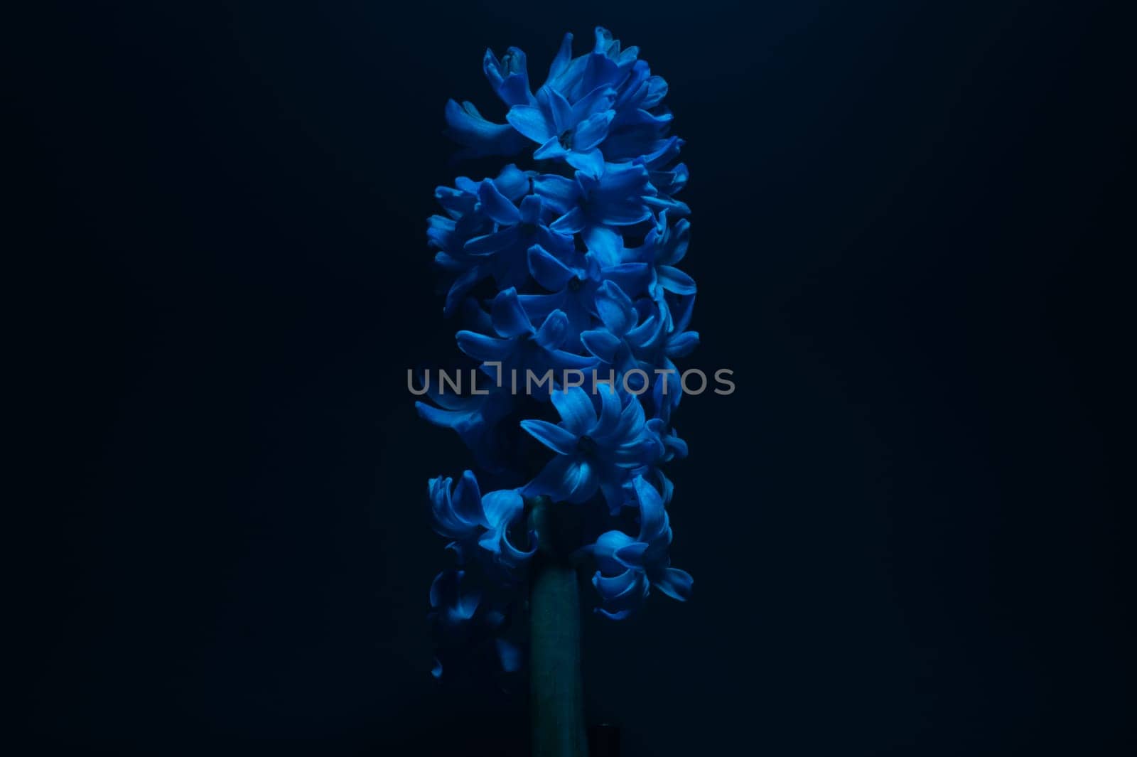 Hyacinth flower under blue light in the dark close up