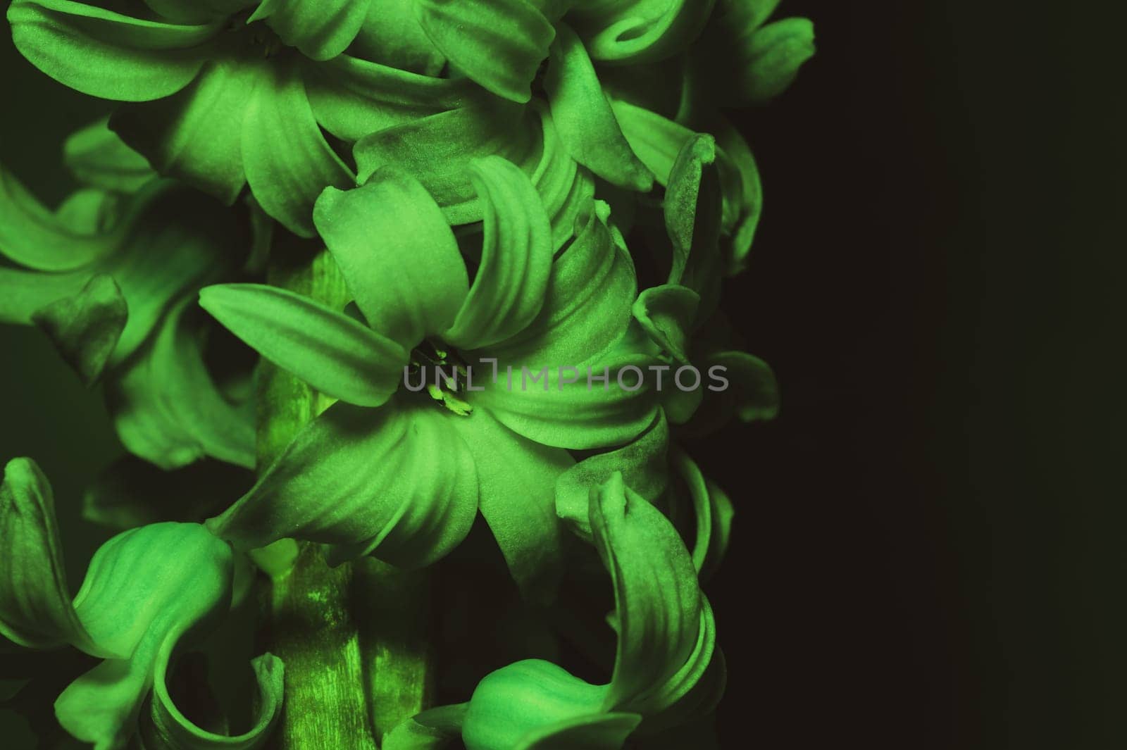 Hyacinth flower under green light. home plant in the dark