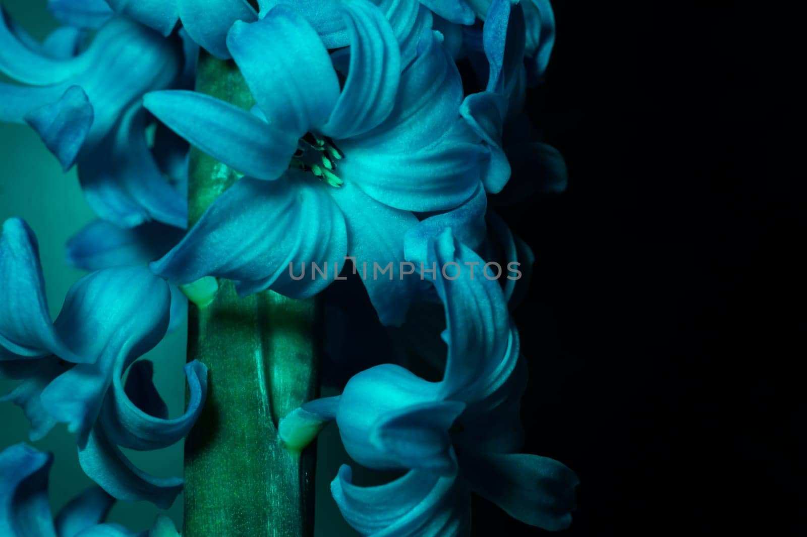 Hyacinth flower under blue light in the dark close up