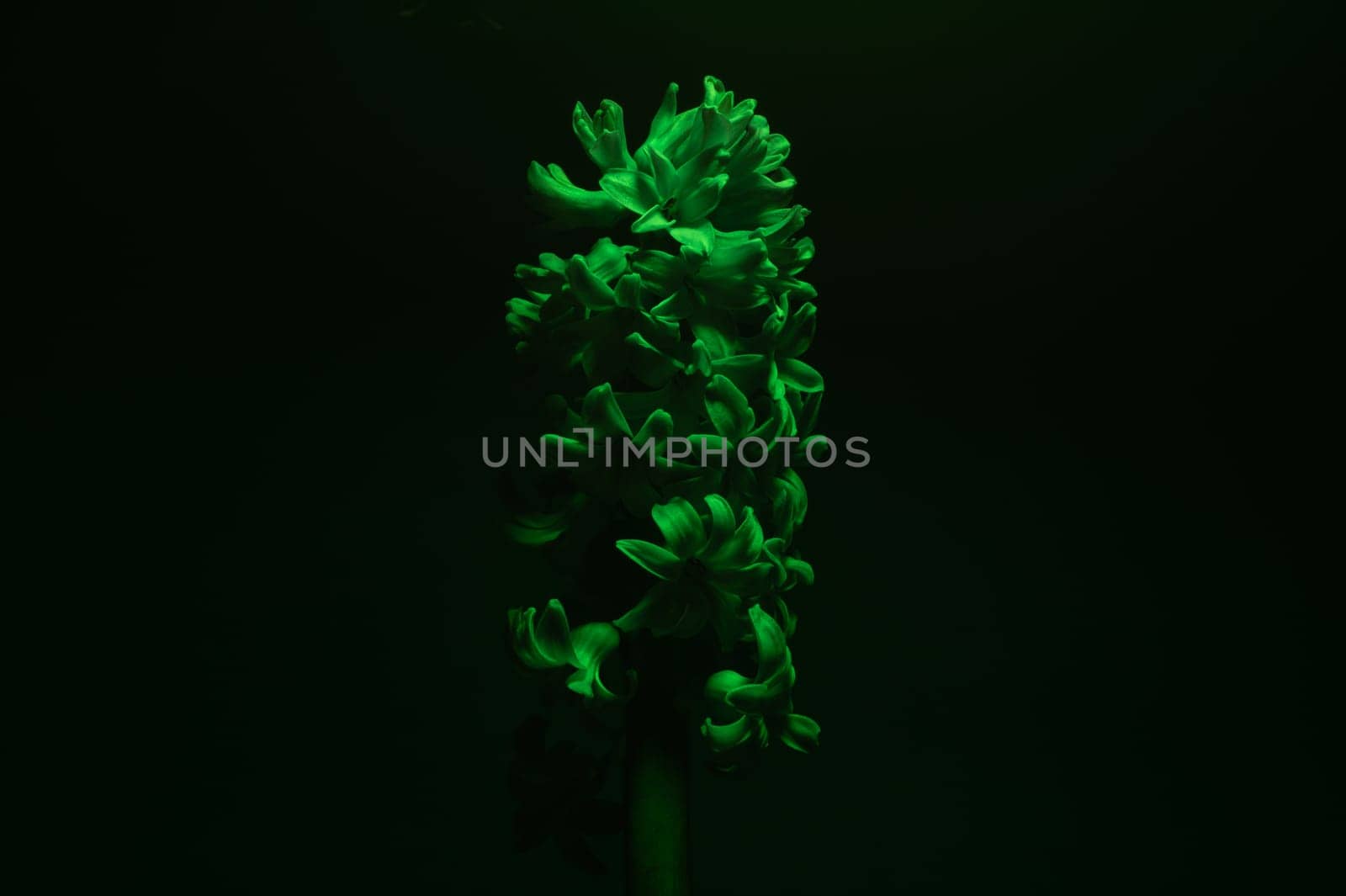 Hyacinth flower under green light. home plant in the dark