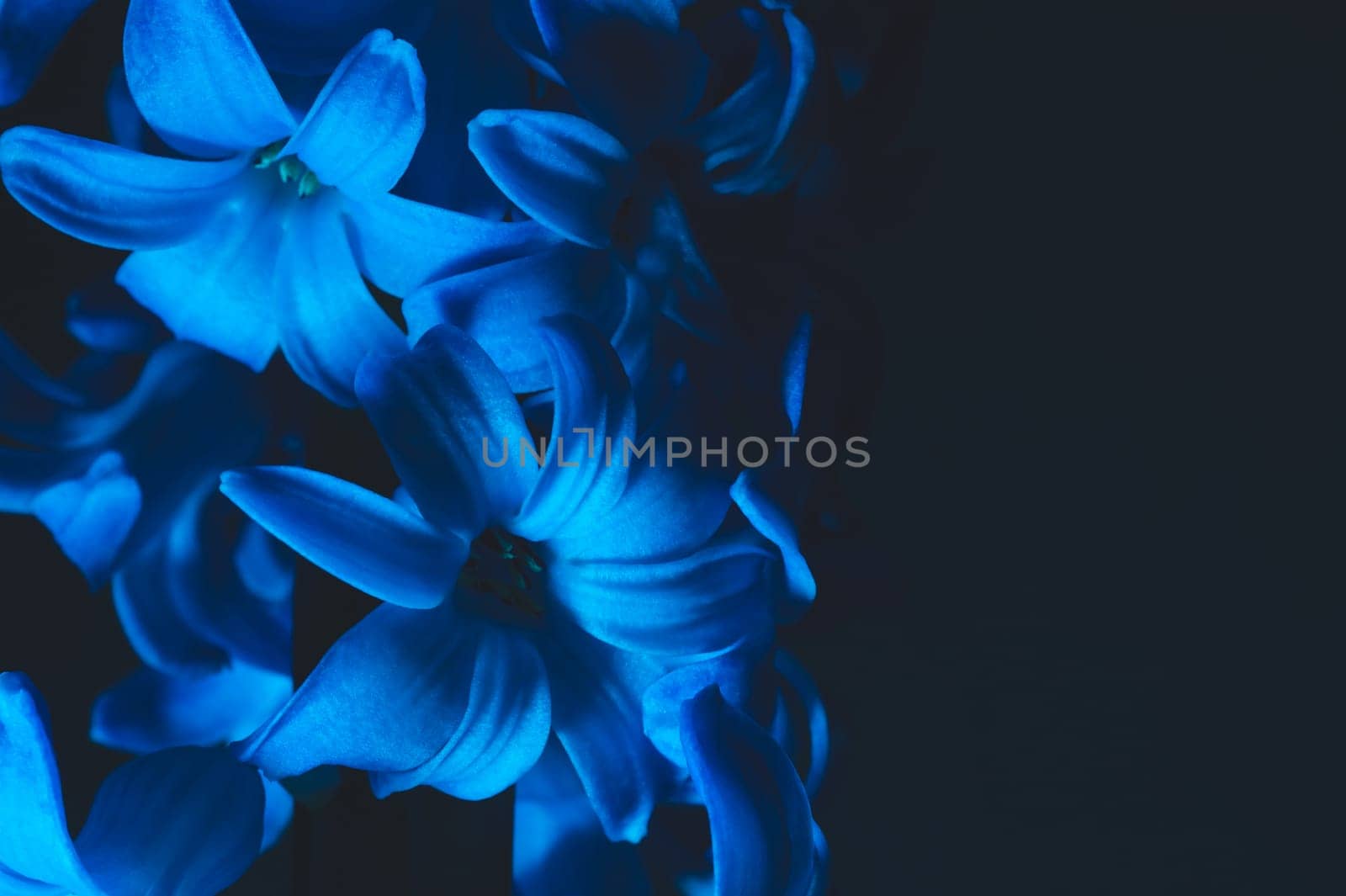 Hyacinth flower under blue light in the dark close up