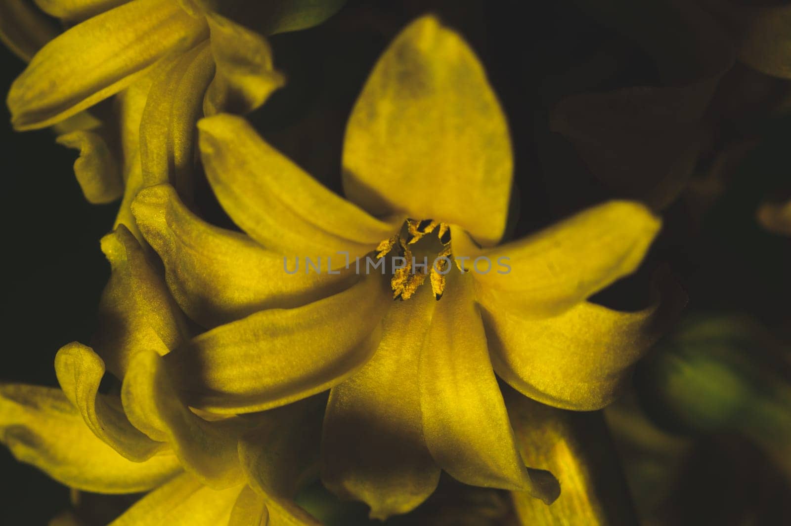 Hyacinth flower under yellow lighting. houseplant in the dark close up