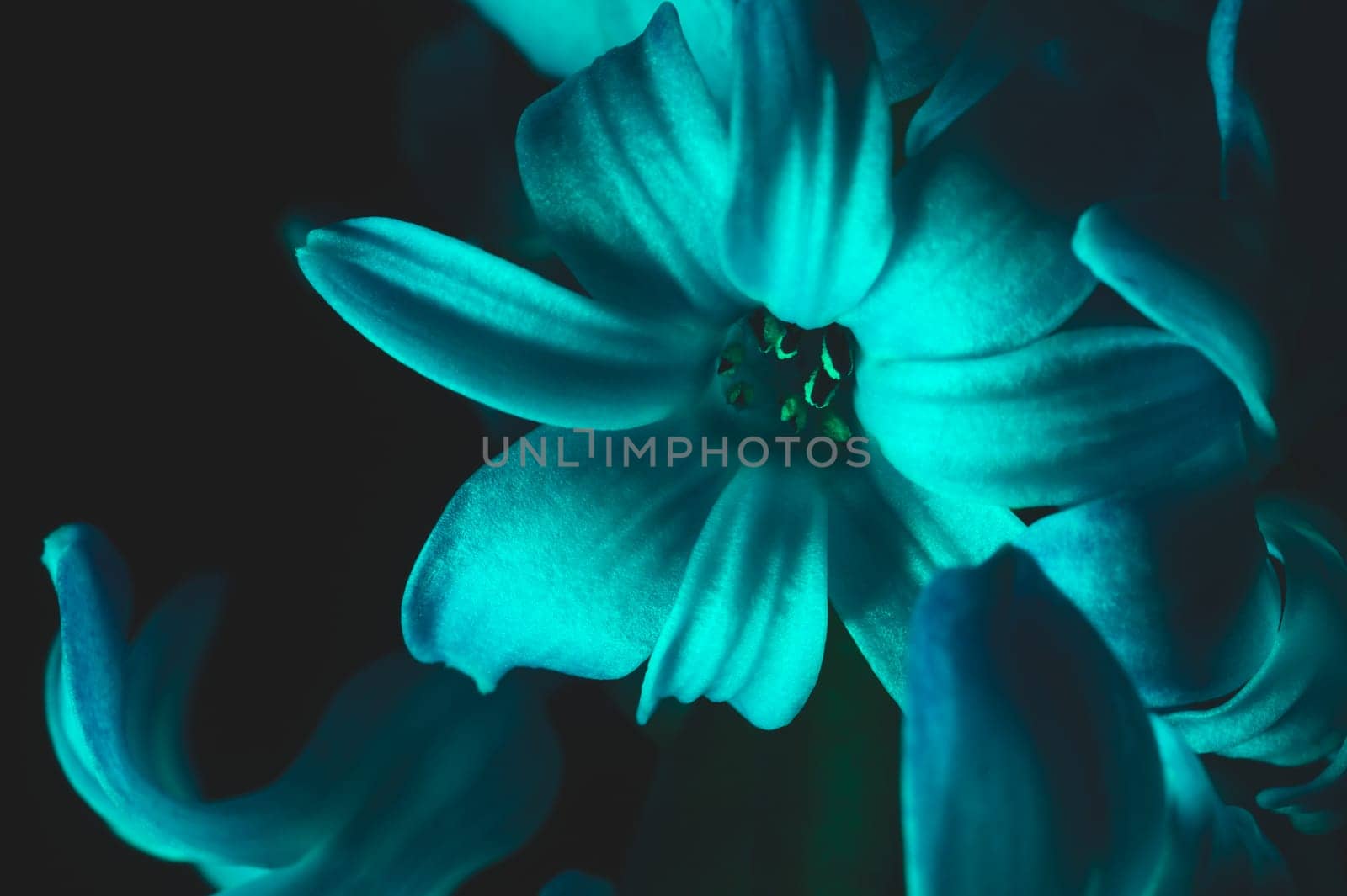 Hyacinth flower under blue light in the dark close up