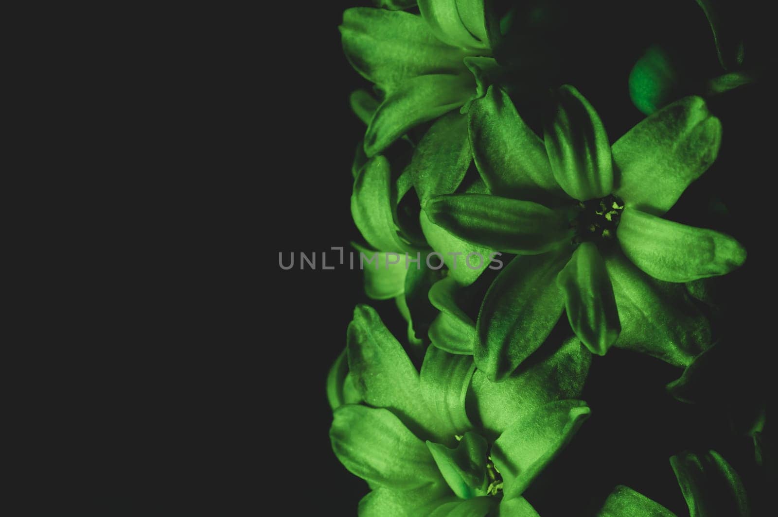 Hyacinth flower under green light. home plant in the dark