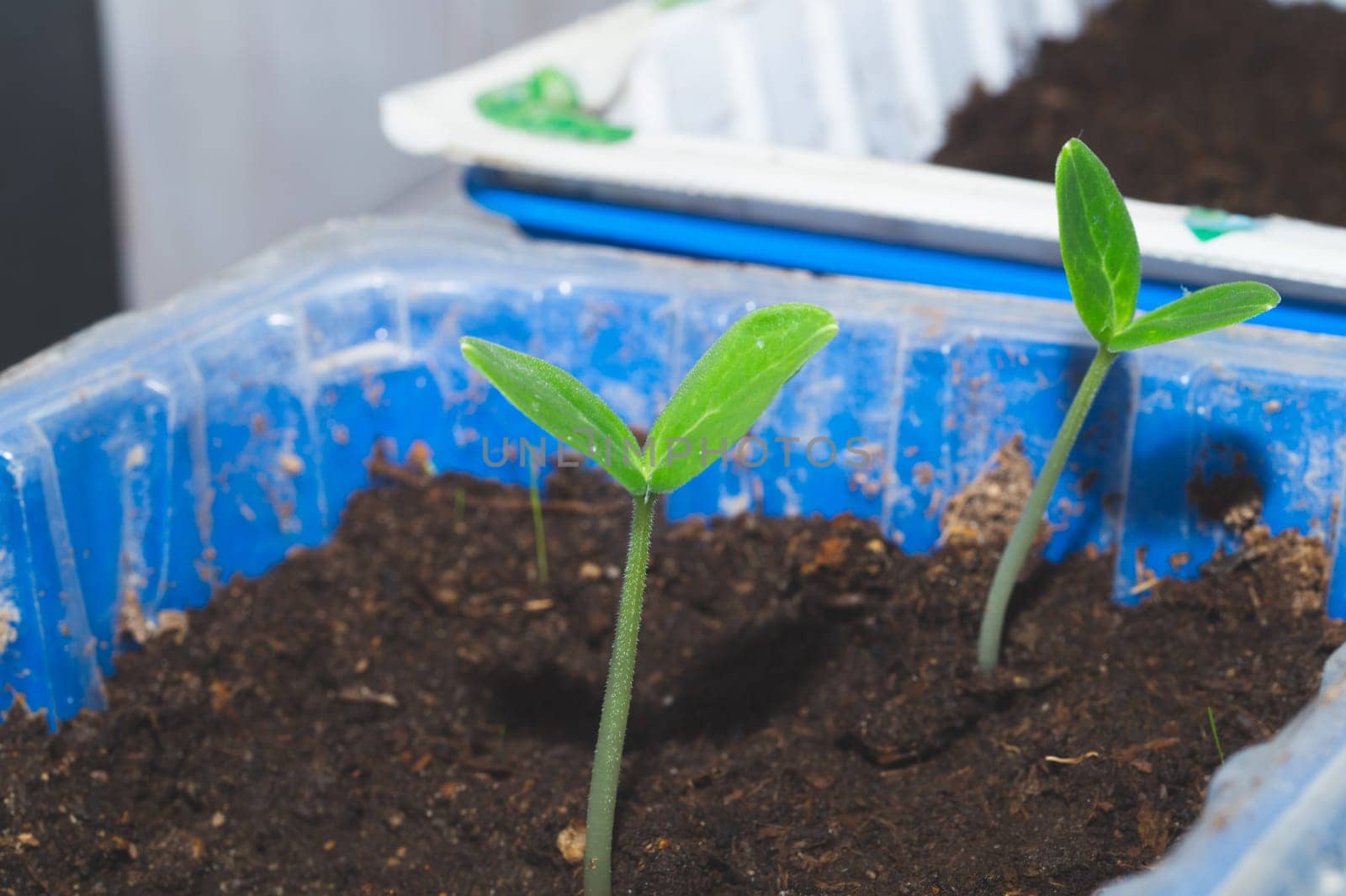 Small green sprouts growing in the soil