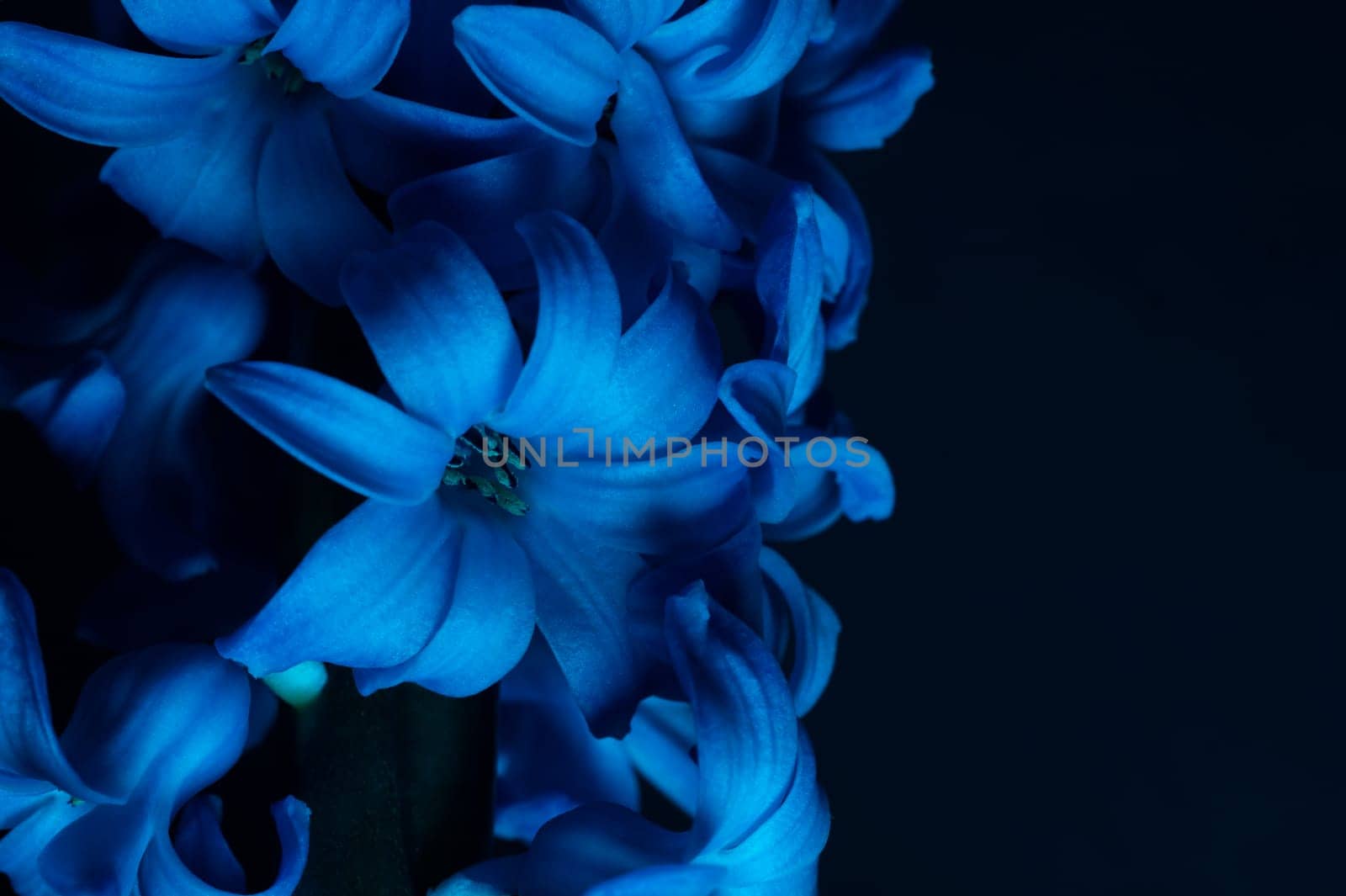 Hyacinth flower under blue light in the dark close up