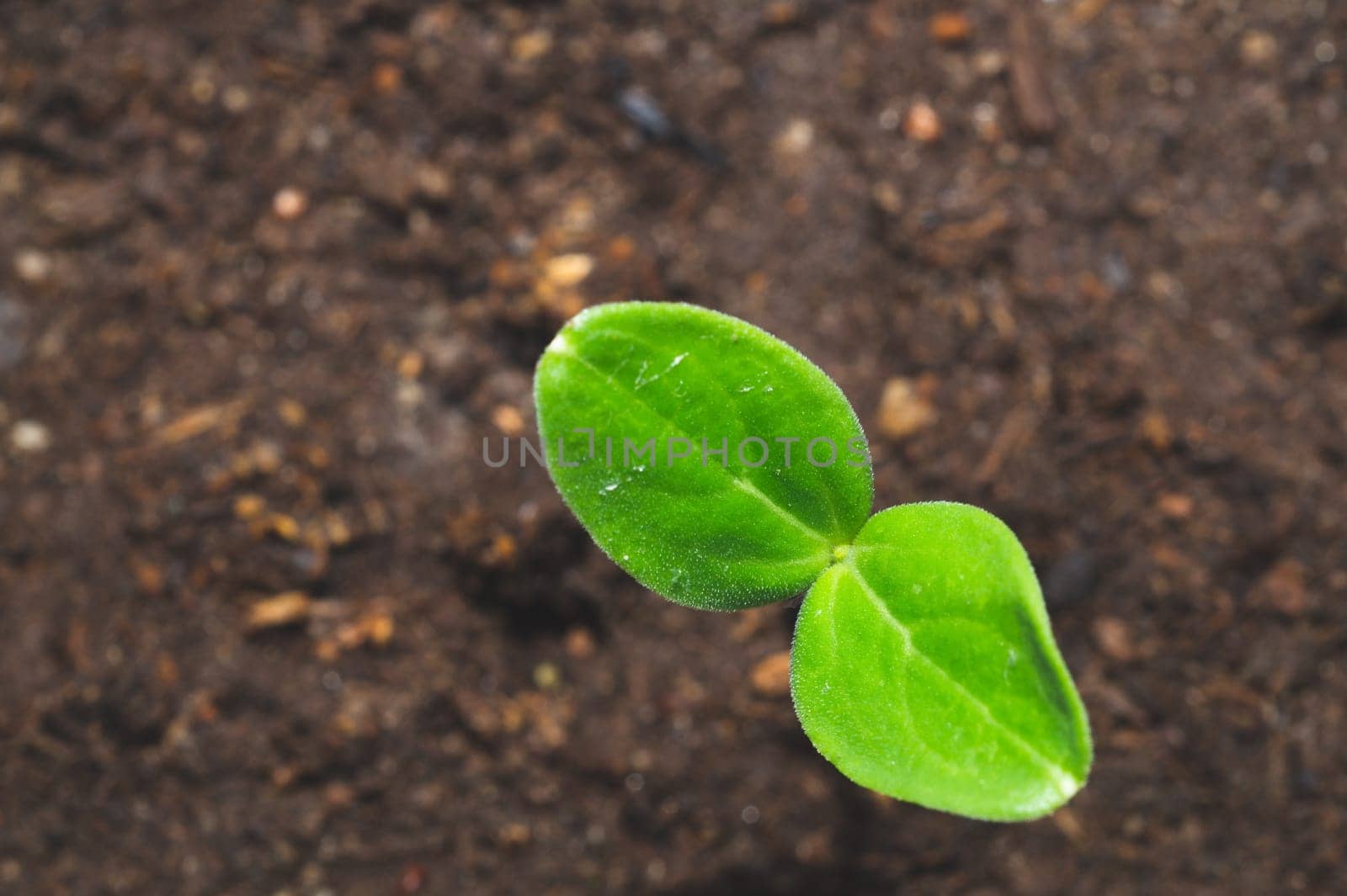 Small green sprout growing in the soil close up