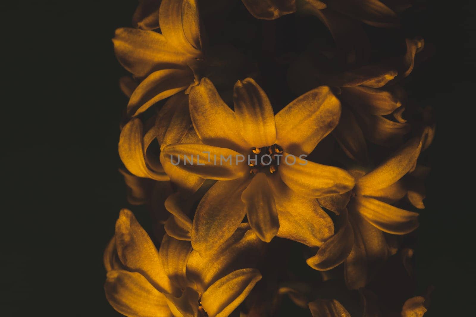 Hyacinth flower under yellow lighting. houseplant in the dark close up