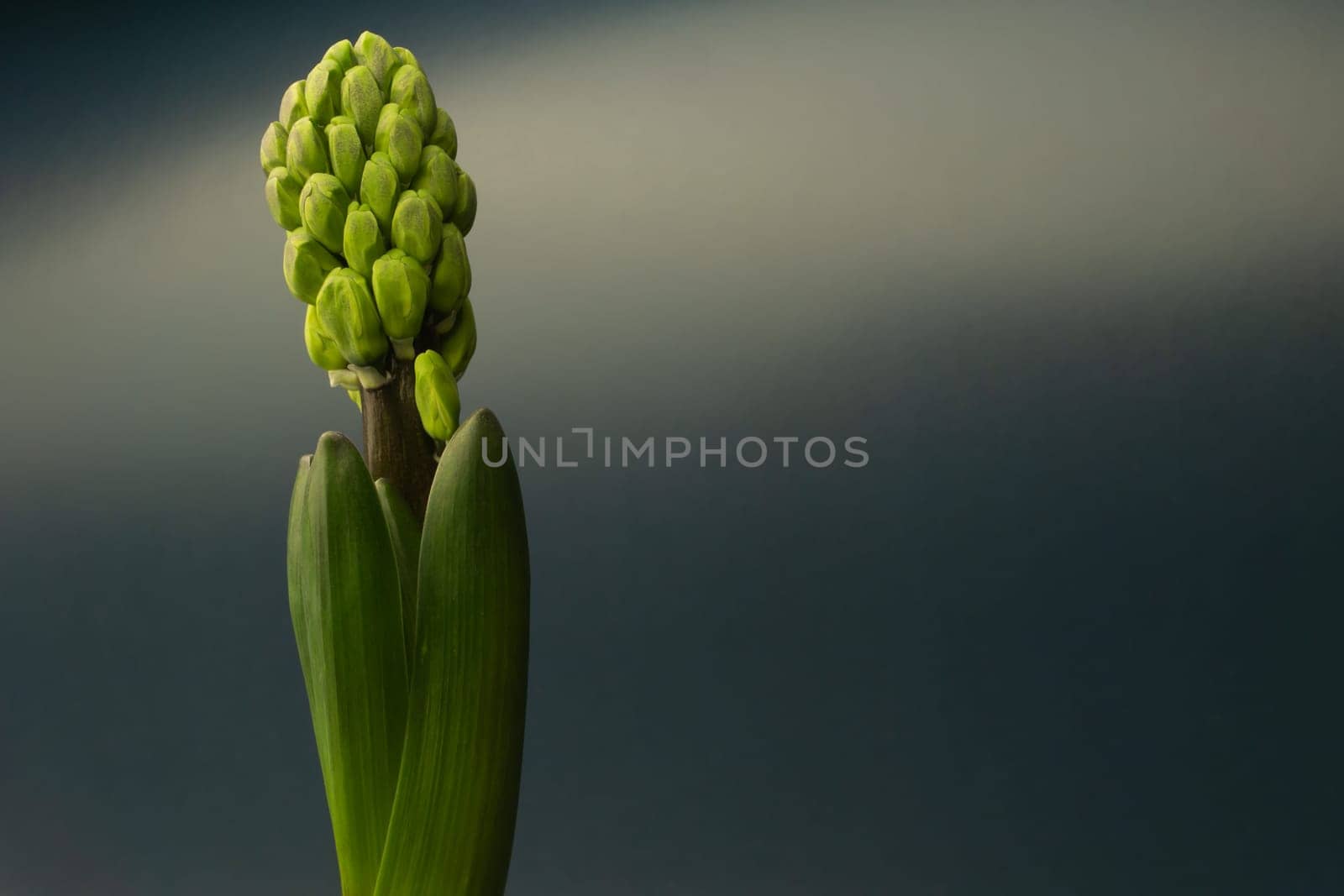 Growing flower of hyacinth close up. buds of houseplant