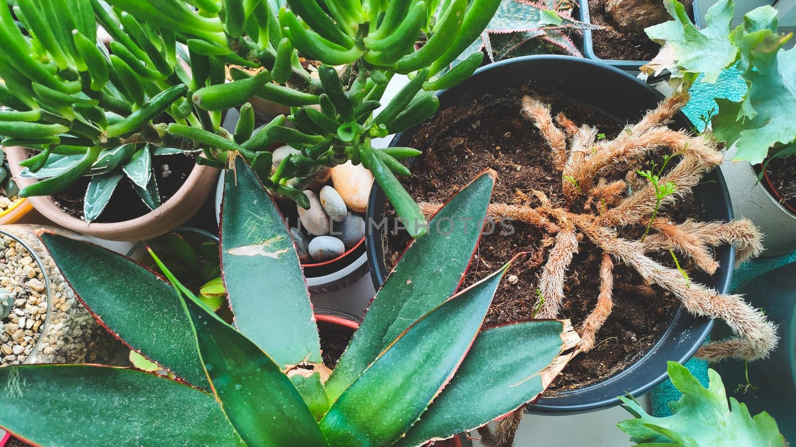 Various succulent plants in pots top view