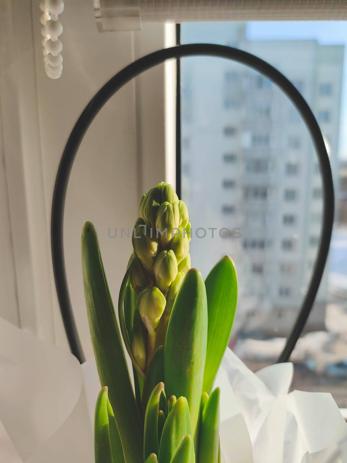 Growing flower of hyacinth close up. buds of houseplant