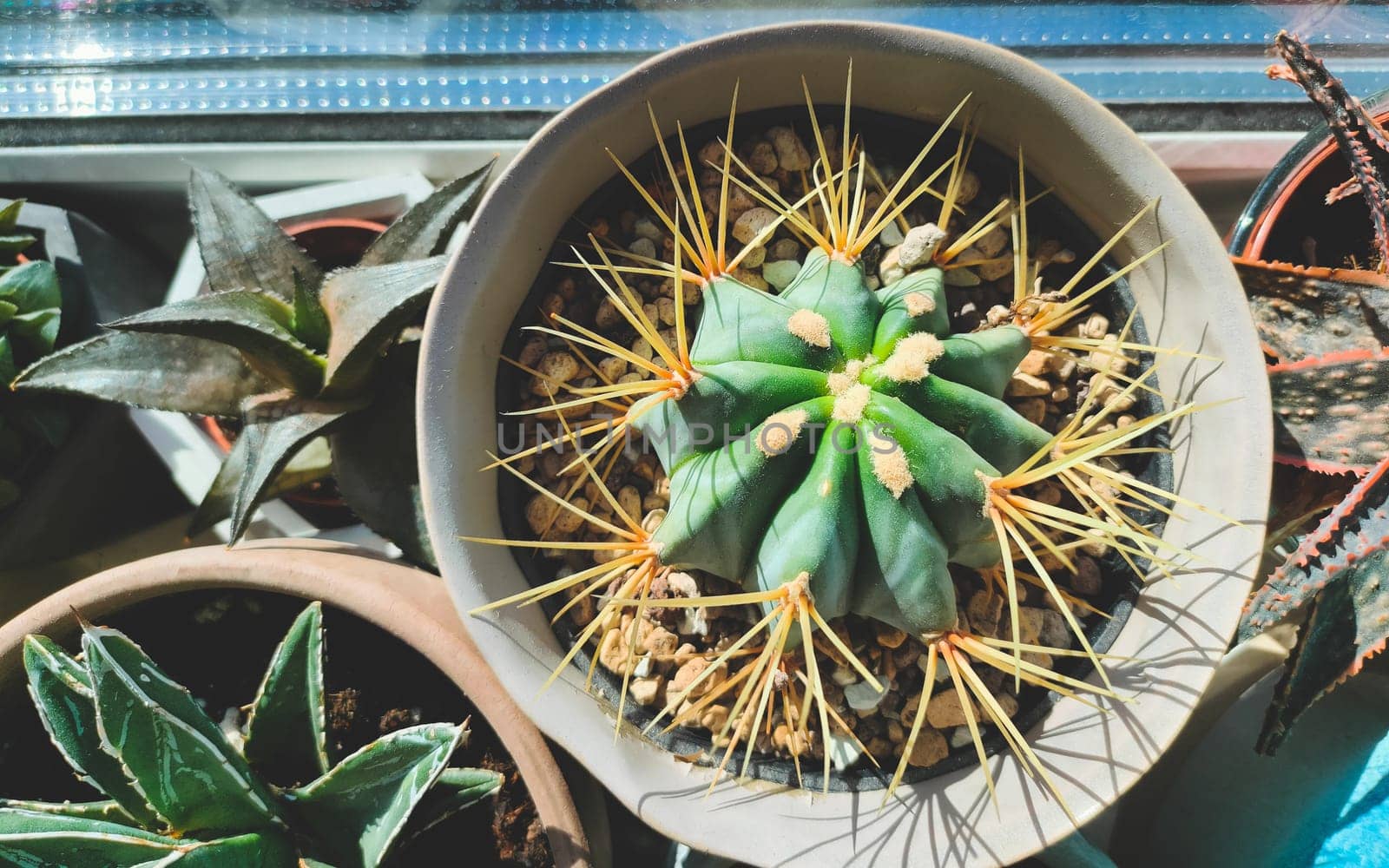 Various succulent plants in pots top view