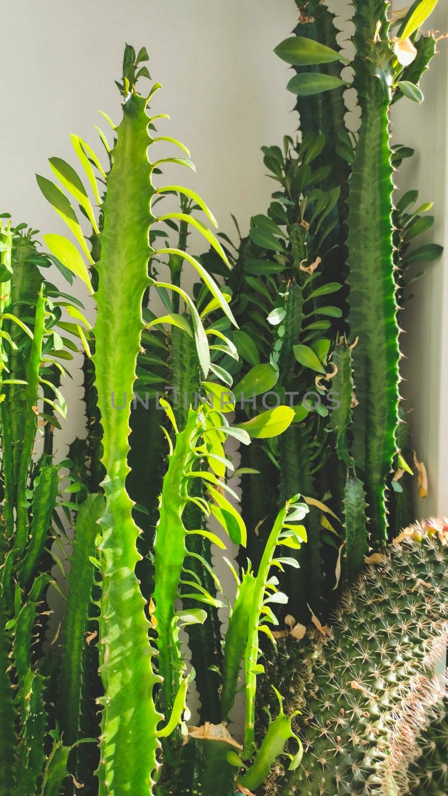 Various tall succulent plants close up