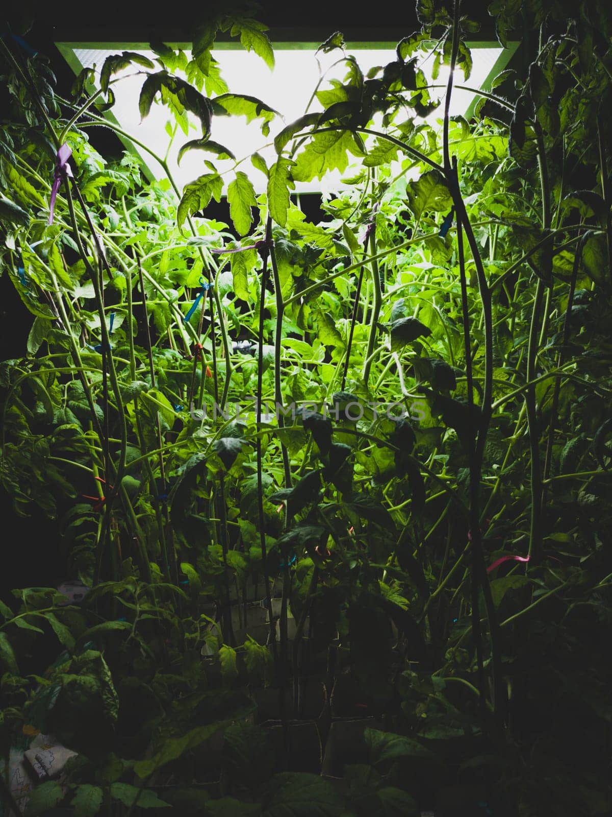 Tomato plants with dense foliage under lamp. green leaves