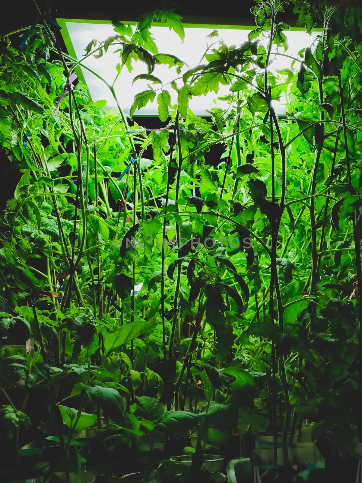 Tomato plants with dense foliage under lamp. green leaves