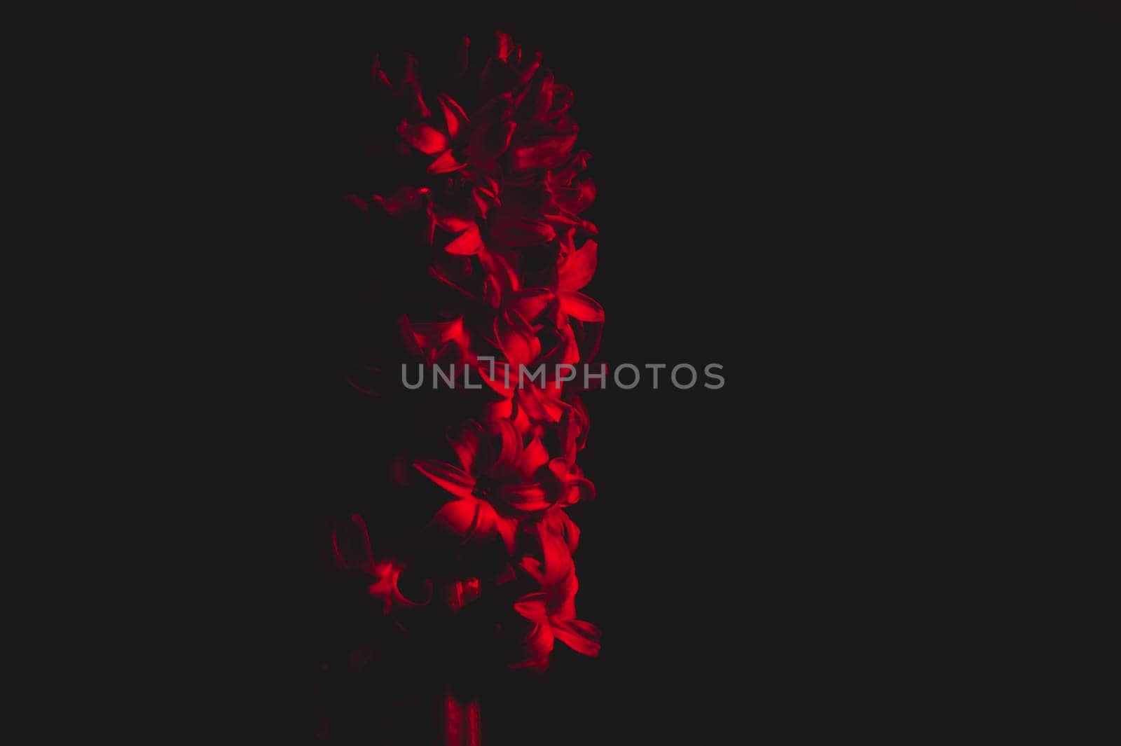 Hyacinth flower with red light close up. houseplant in the dark