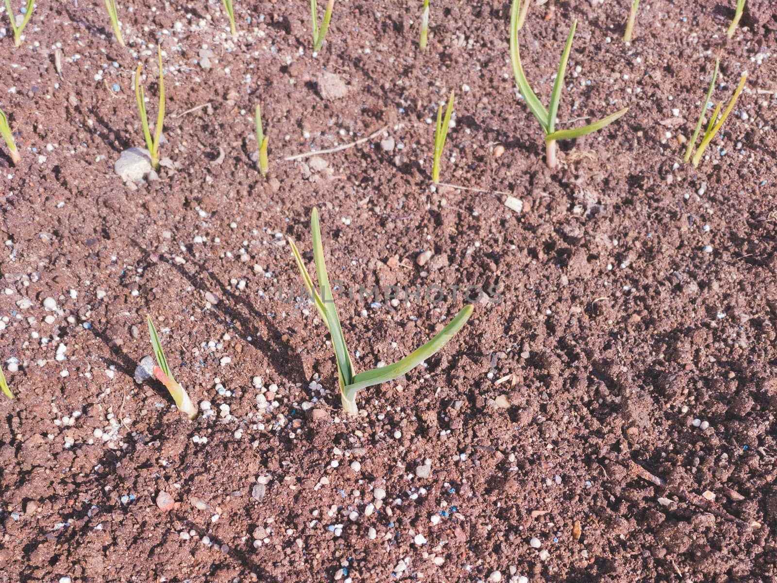 Small sprouts of garlic in the soil