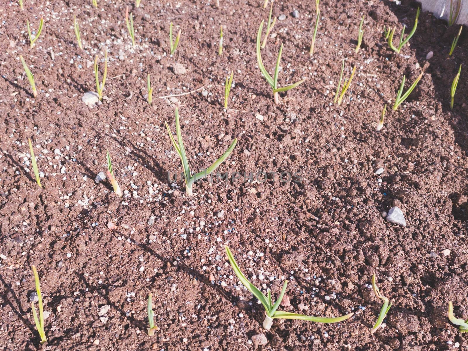Small sprouts of garlic in the soil