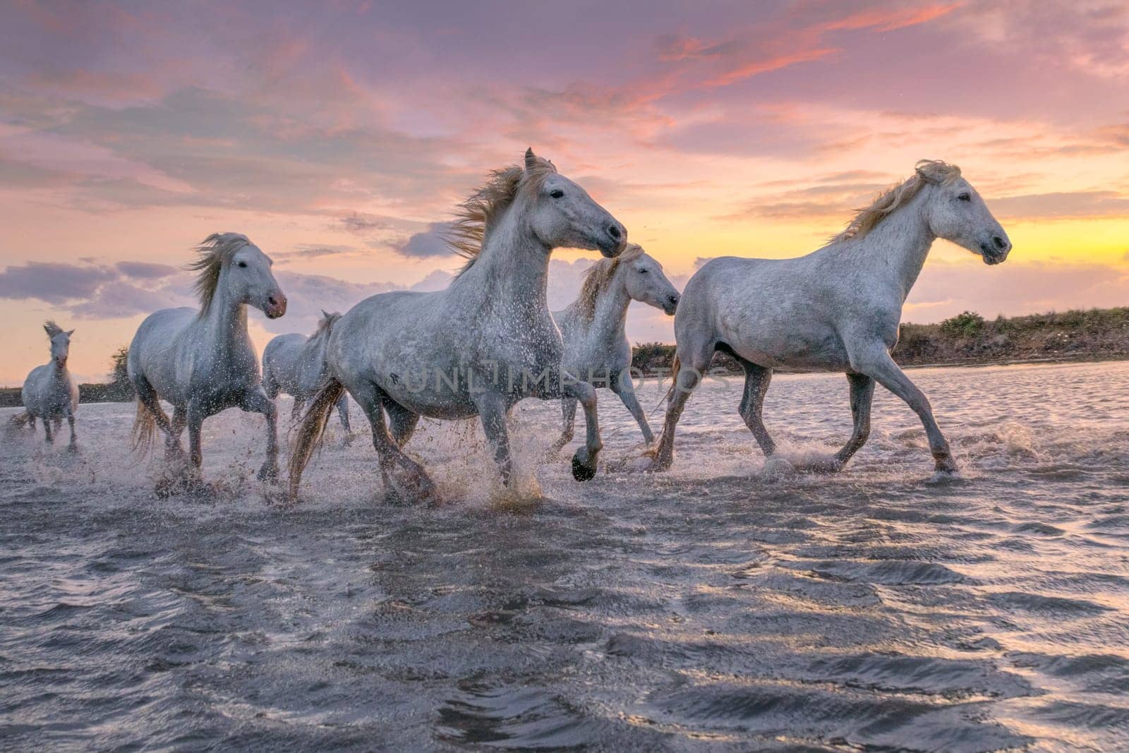 Herd of white horses running through the water. Image taken in Camargue, France.