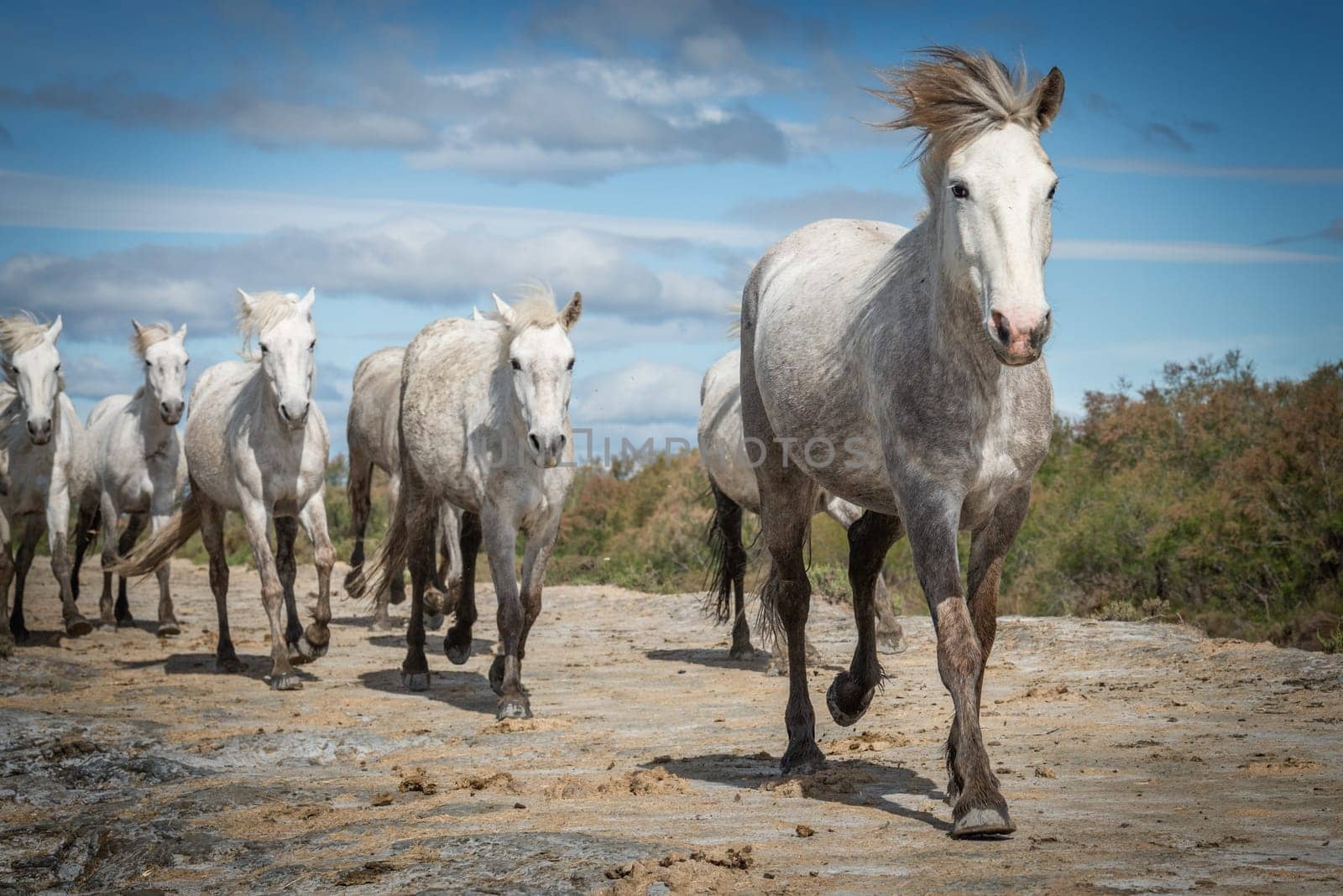 Herd of white horses are taking time on the beach. Image taken in Camargue, France.
