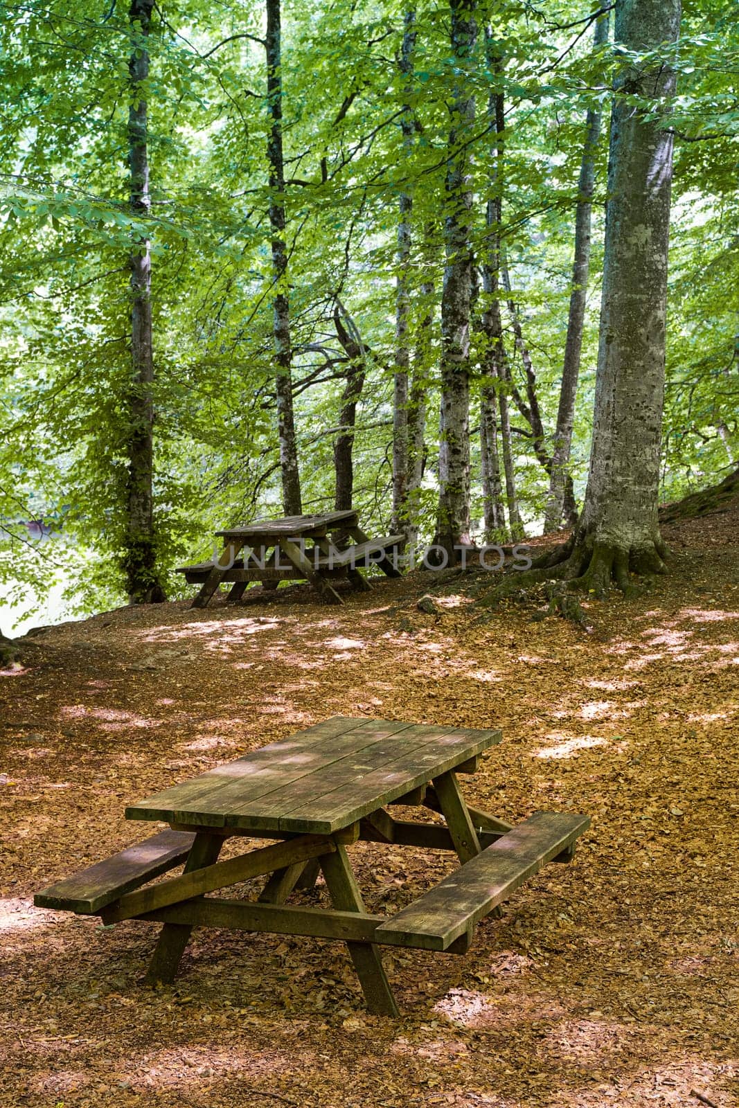closeup of wooden sitting bench surrounded by trees in a forest in Yedigoller National Park Turkey with no people