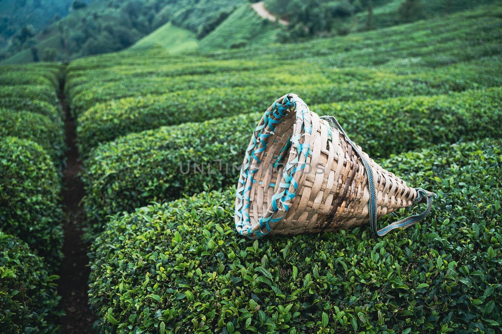 side view closeup of traditional harvesting wicker conical basket on rows of Turkish black tea plantations in Cayeli area Rize province