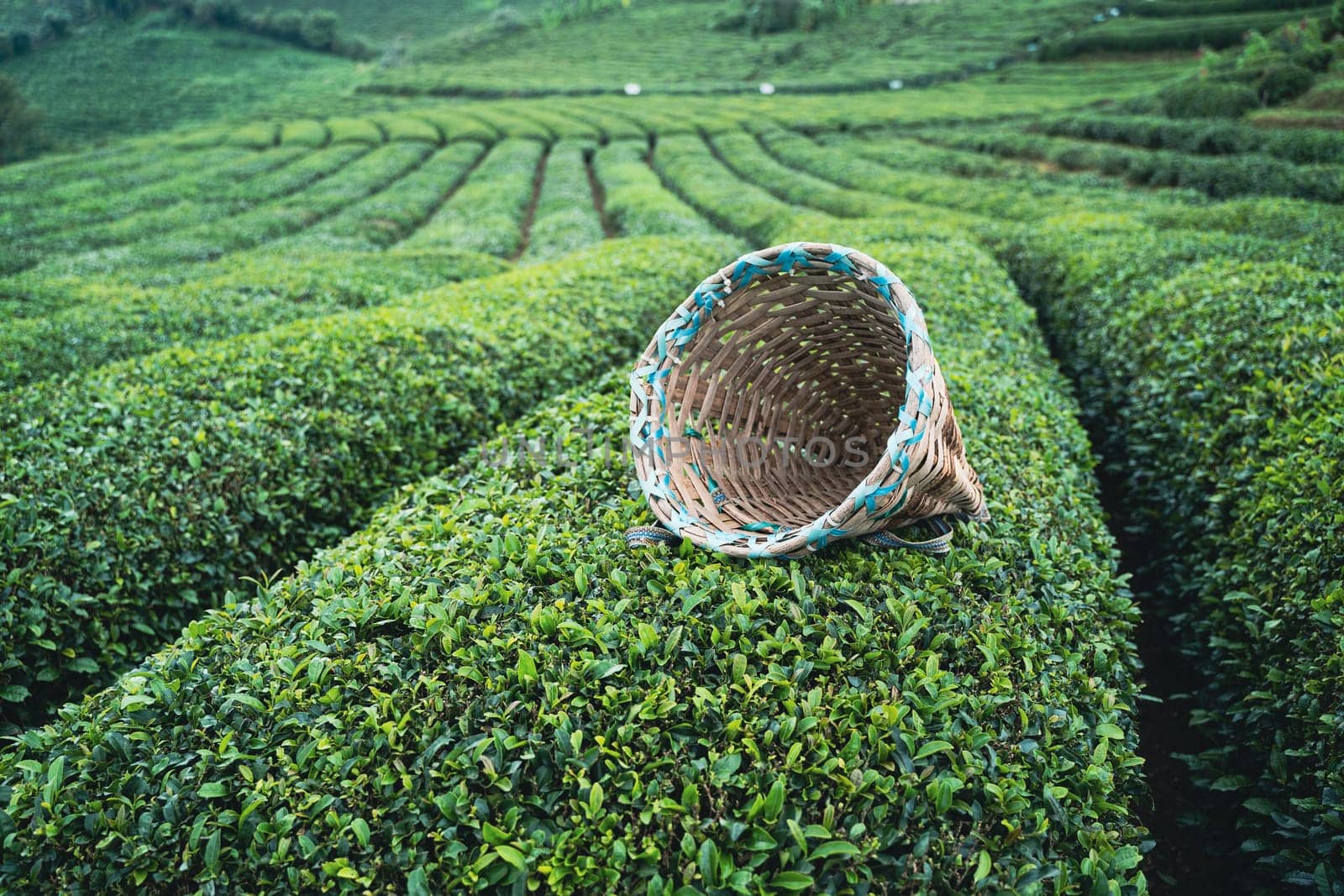 side view closeup of traditional harvesting wicker conical basket on rows of Turkish black tea plantations in Cayeli area Rize province with terraced hills in the background