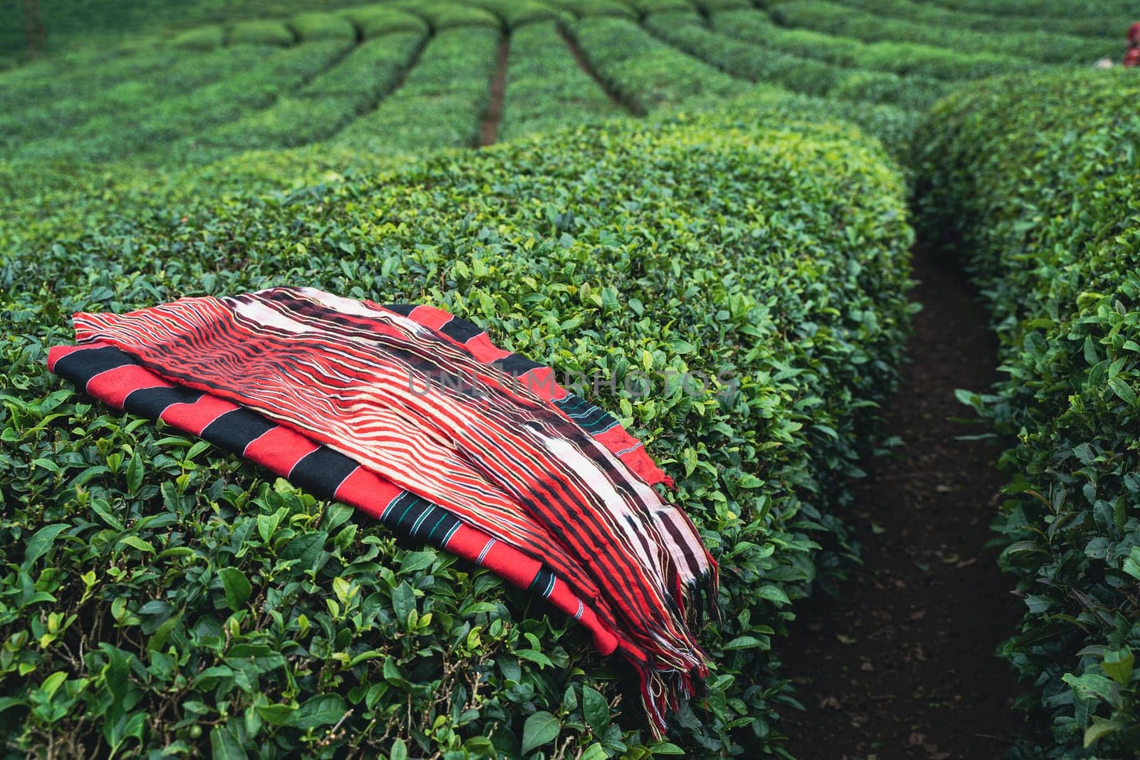 side view closeup of traditional harvesting red fabric clothes on rows of Turkish black tea plantations in Cayeli area Rize province