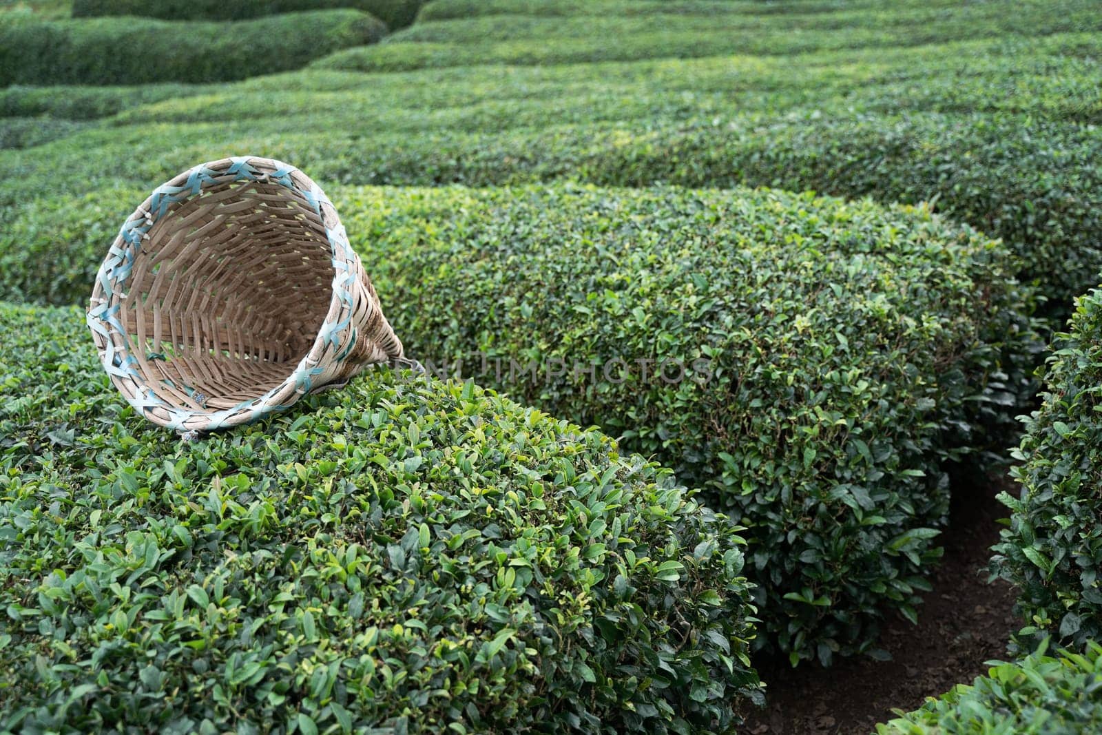 side view closeup of traditional harvesting wicker conical basket on rows of Turkish black tea plantations in Cayeli area Rize province with terraced hills in the background