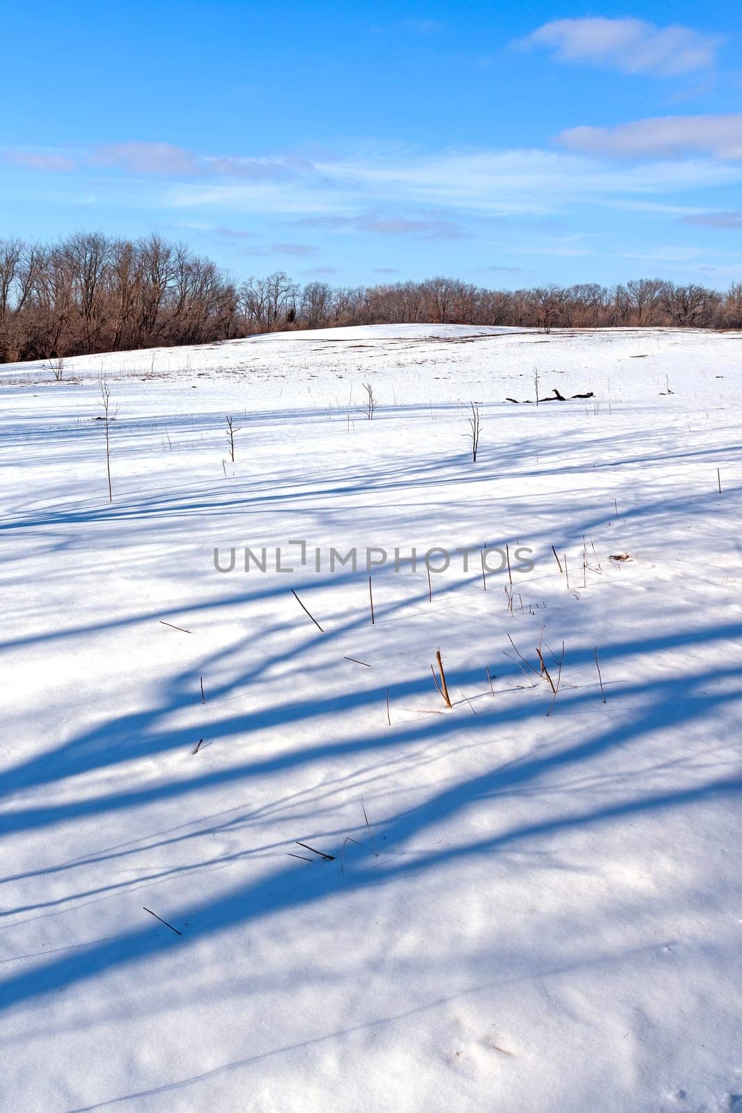 Snowy Hill on a Calm Winter Day in Volo Bog State Natural Area in Illinois