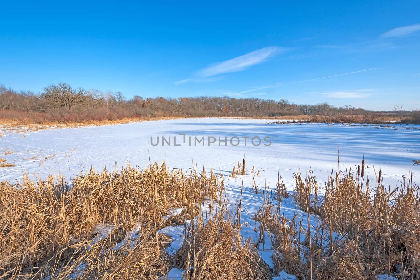 Wetland Marsh in Winter in Volo Bog State Natural Area in Illinois