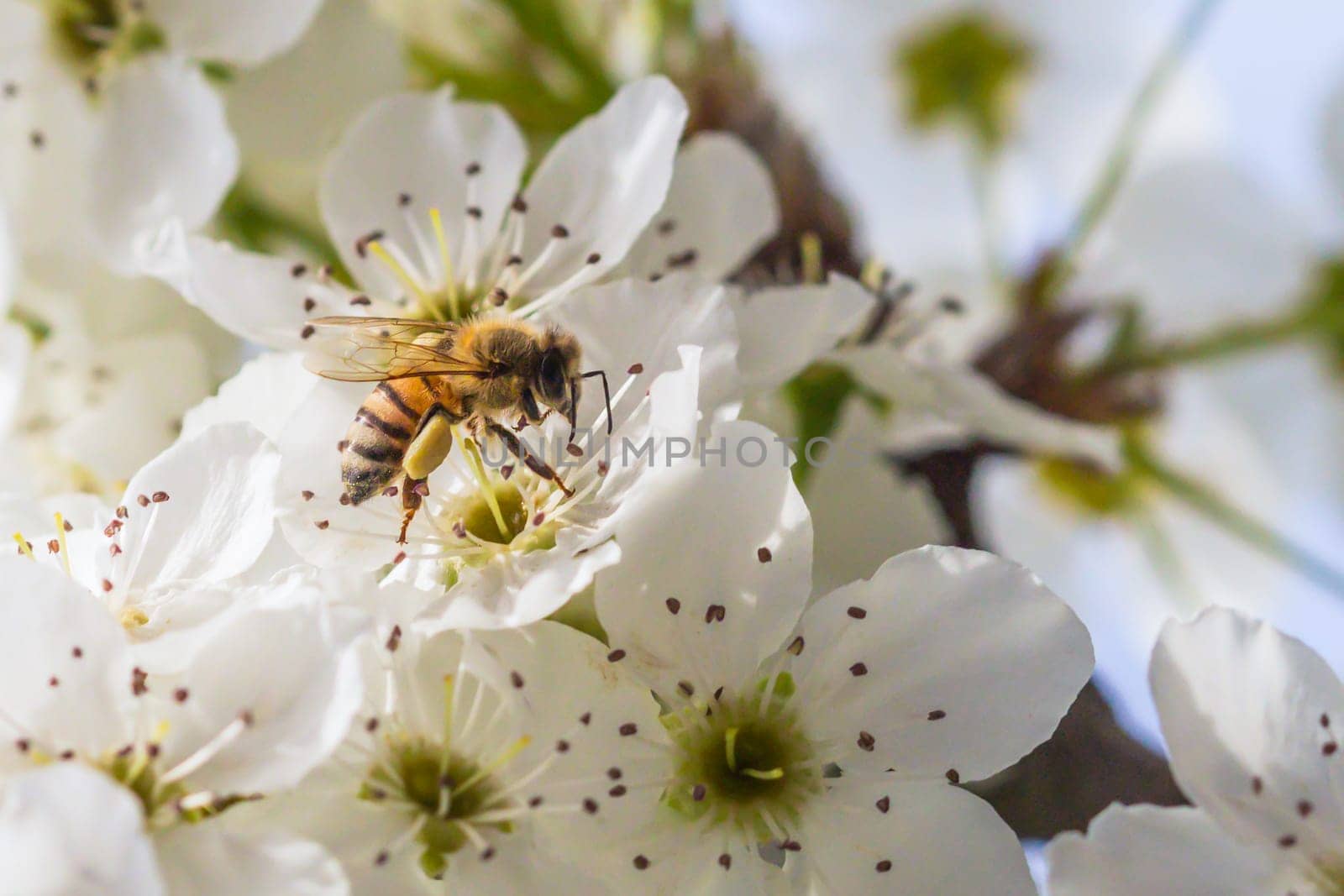 Honeybee Harvesting Pollen From Blossoming Tree Buds.